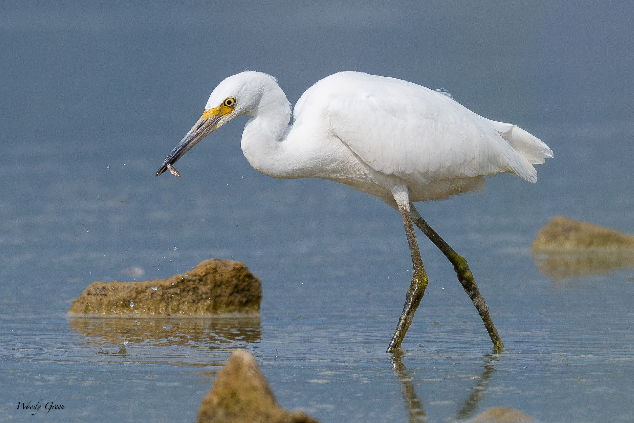 SnowyEgretHunting-707.jpg