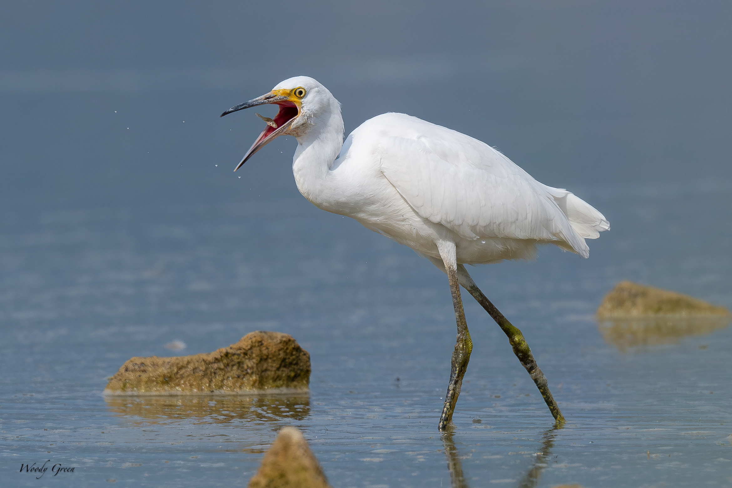SnowyEgretHunting-708.jpg