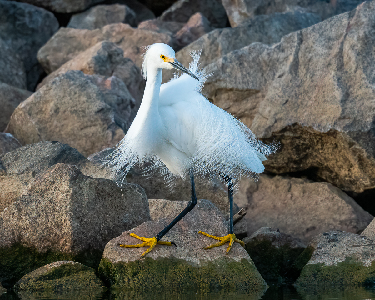 SnowyEgretPlumage-626.jpg
