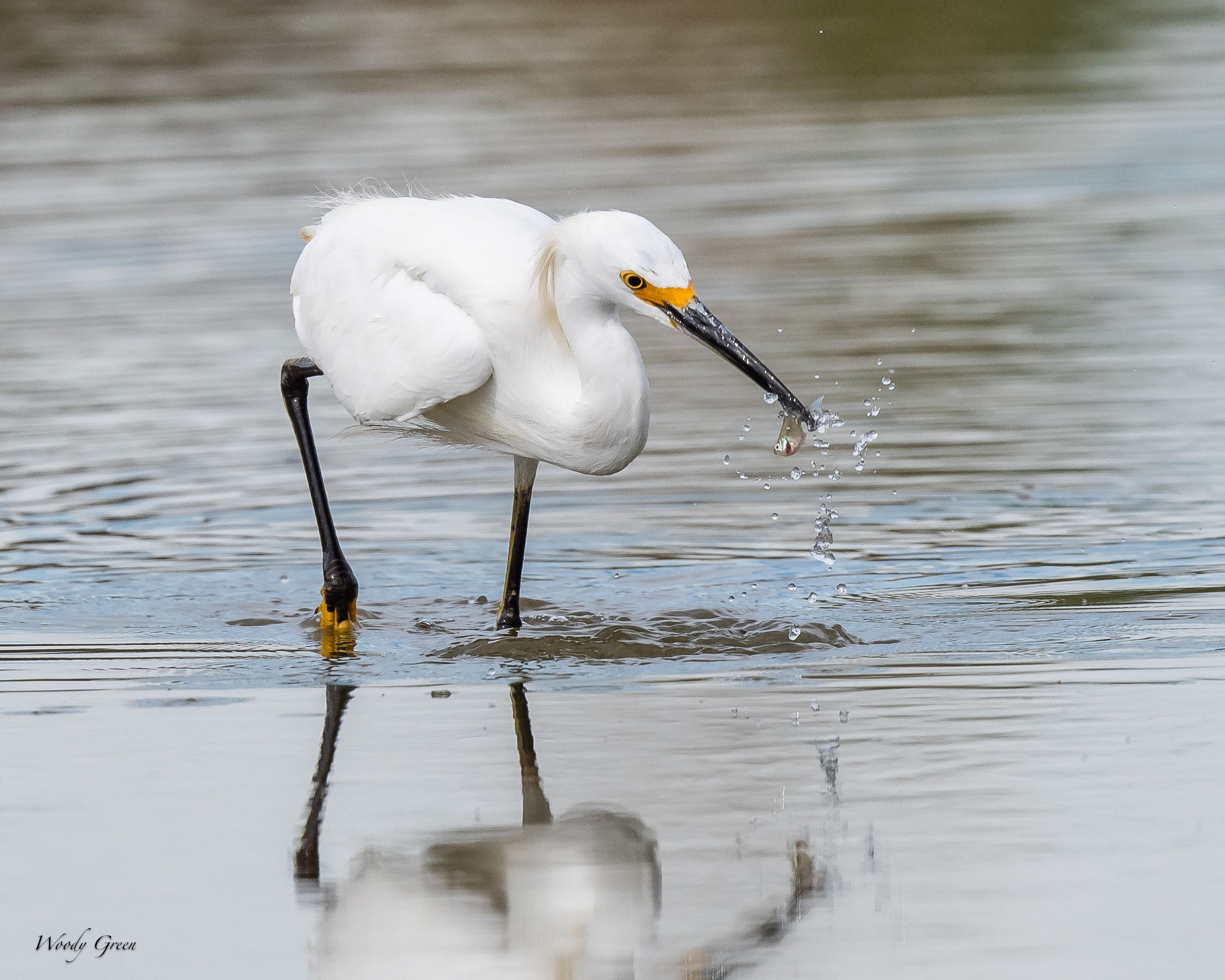 SnowyFishing-92.jpg
