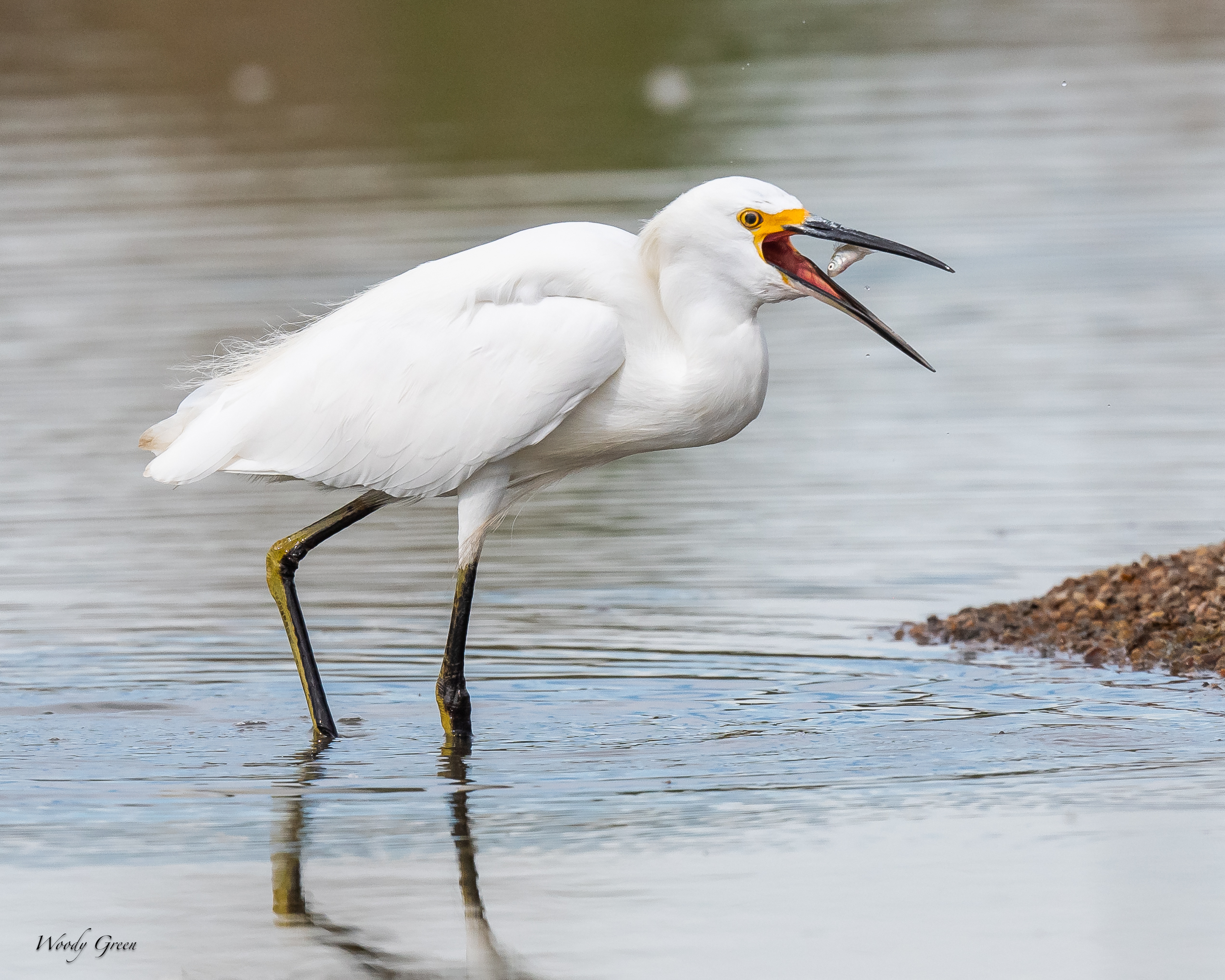 SnowyFishing-95.jpg