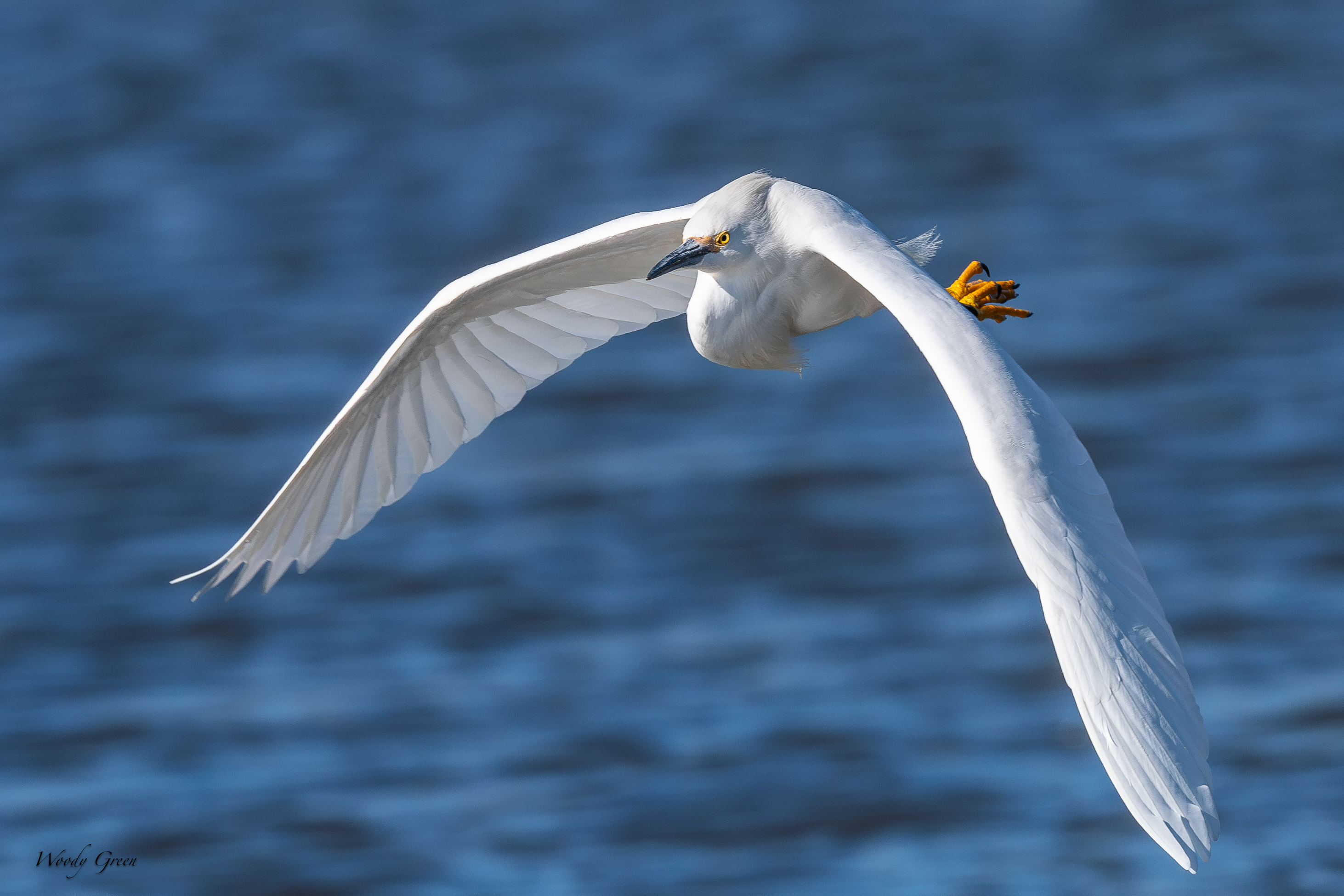 SnowyFlight-12.jpg
