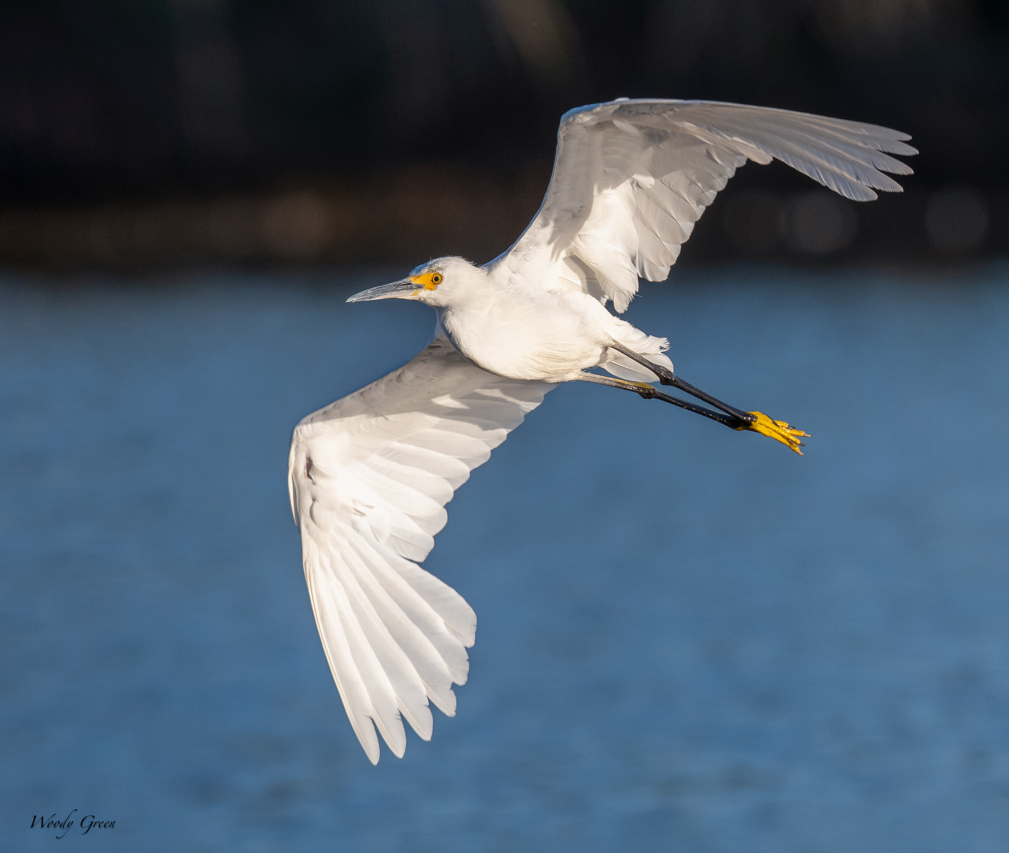 SnowyFlight-120.jpg