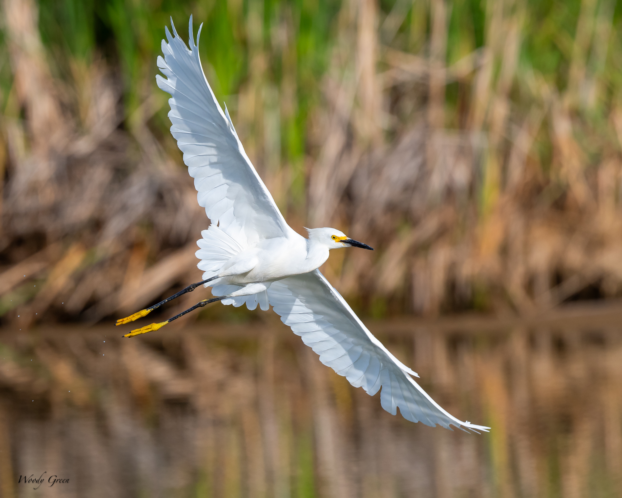 SnowyFlight-235.jpg