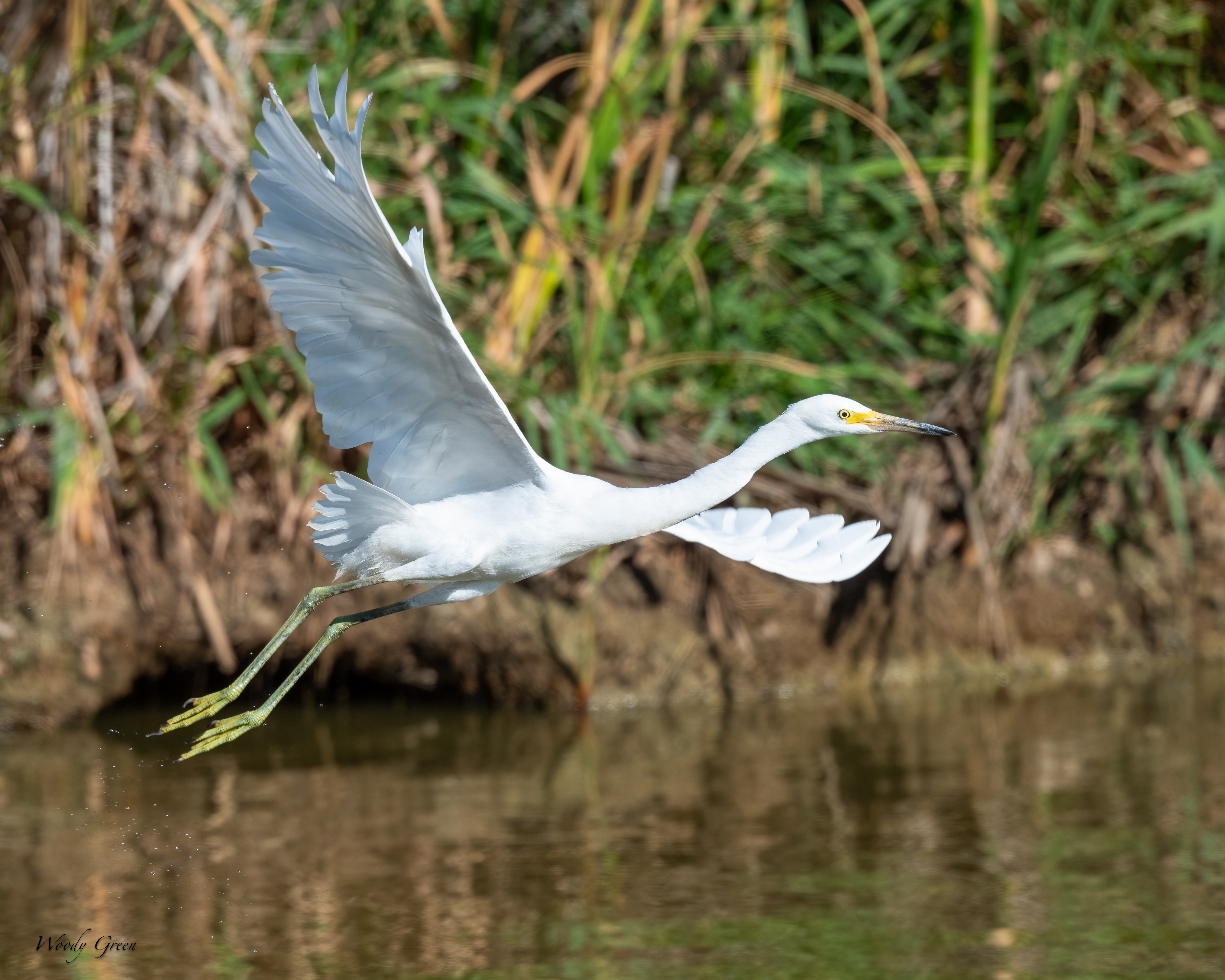 SnowyFlight-55.jpg