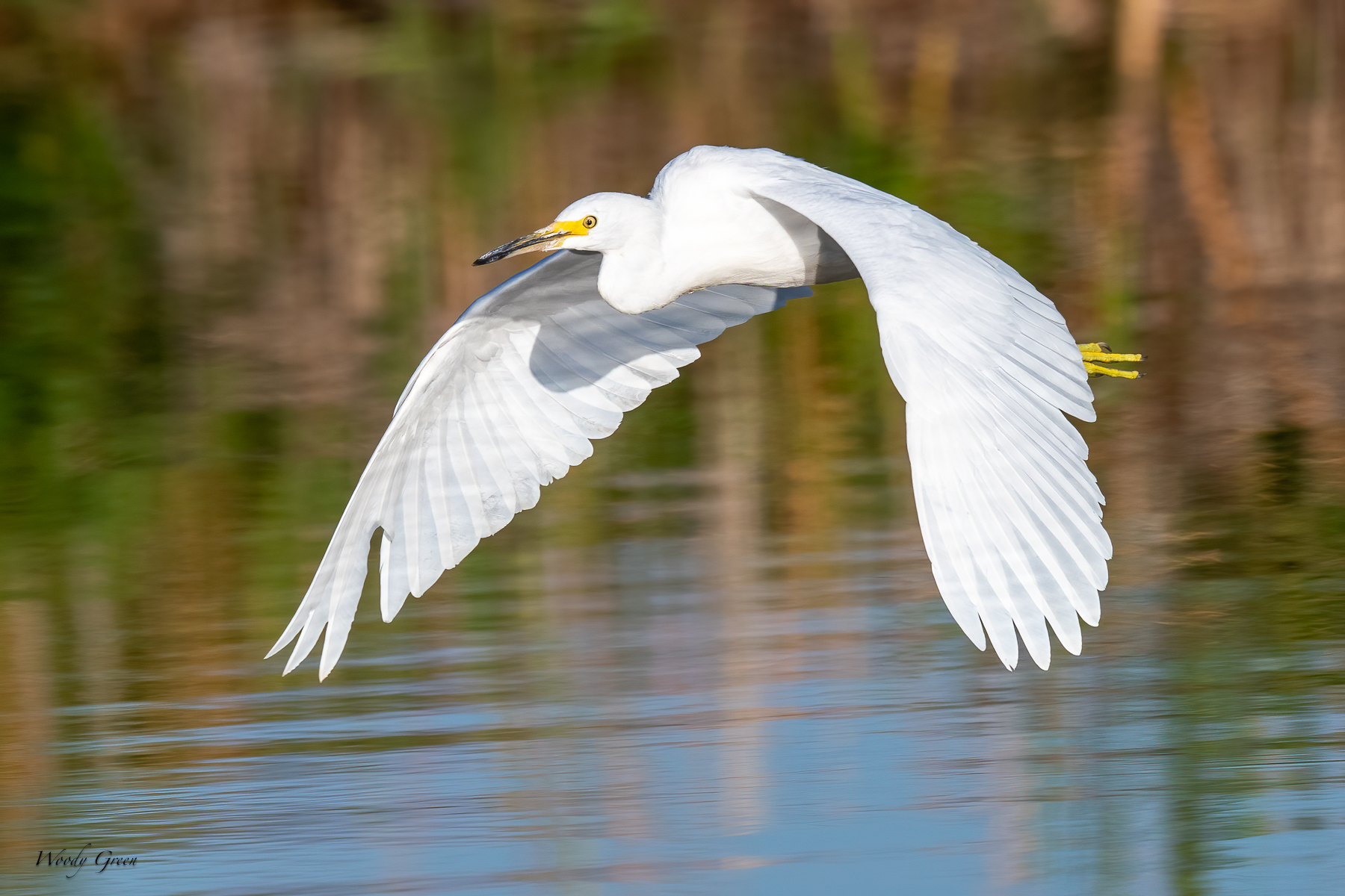 SnowyFlight-60.jpg