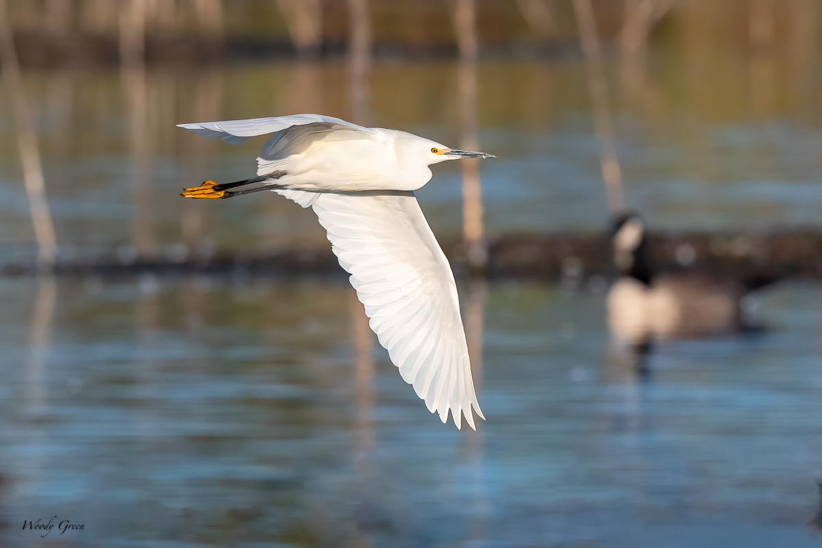 SnowyFlight-66.jpg