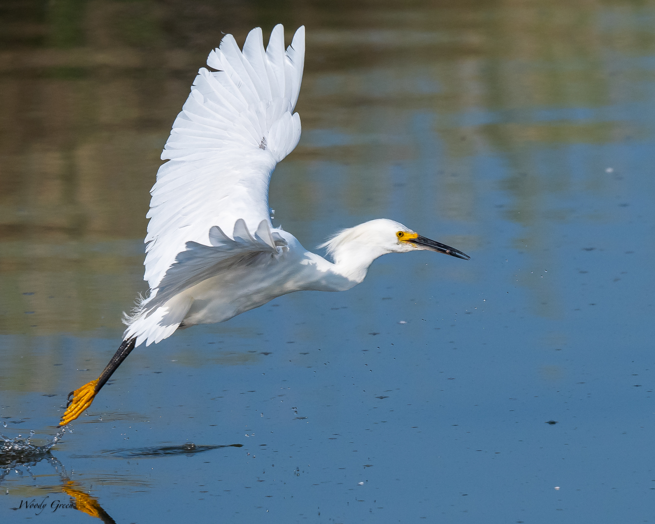 SnowyFlyingCatch-65.jpg