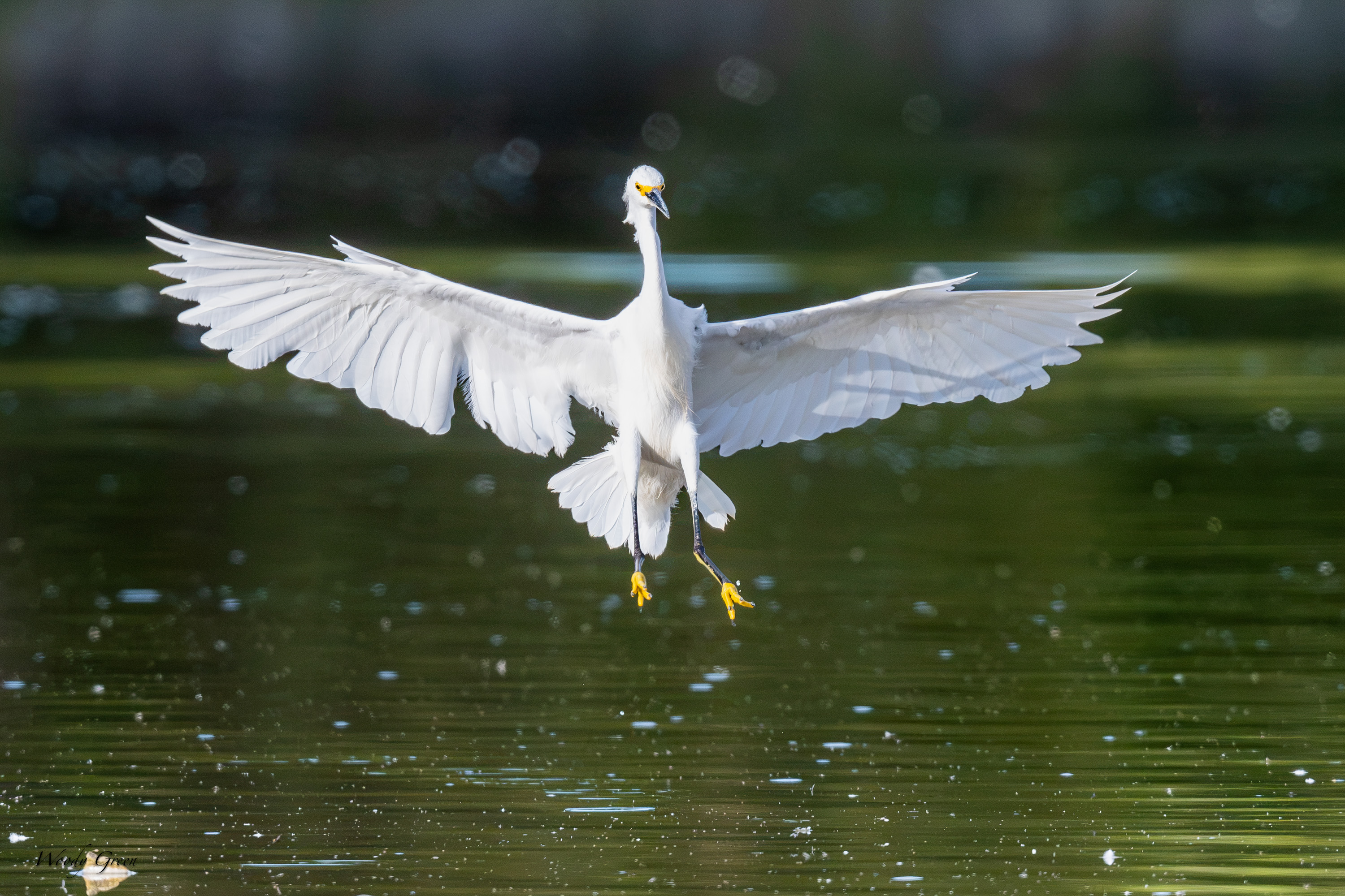 SnowyLanding-752.jpg