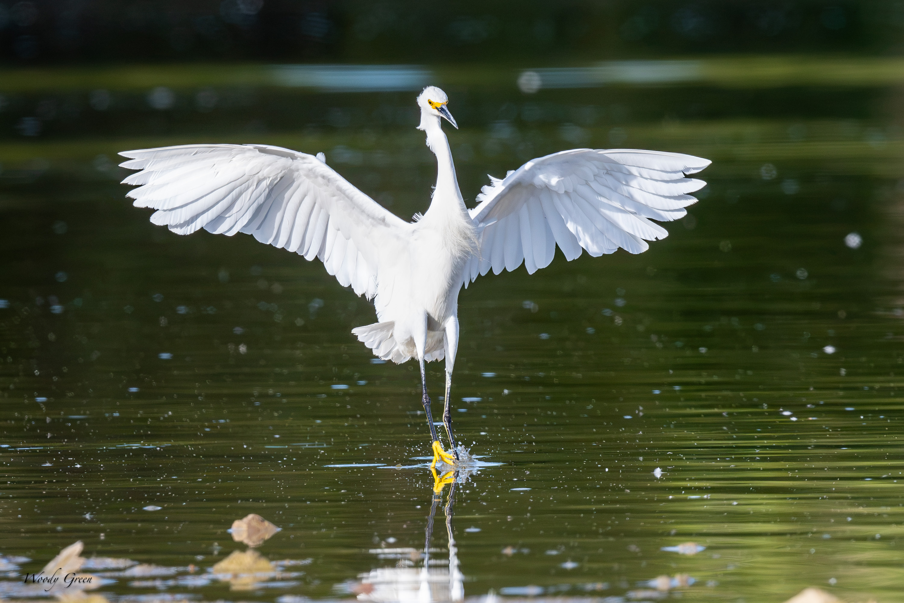 SnowyLanding-753.jpg