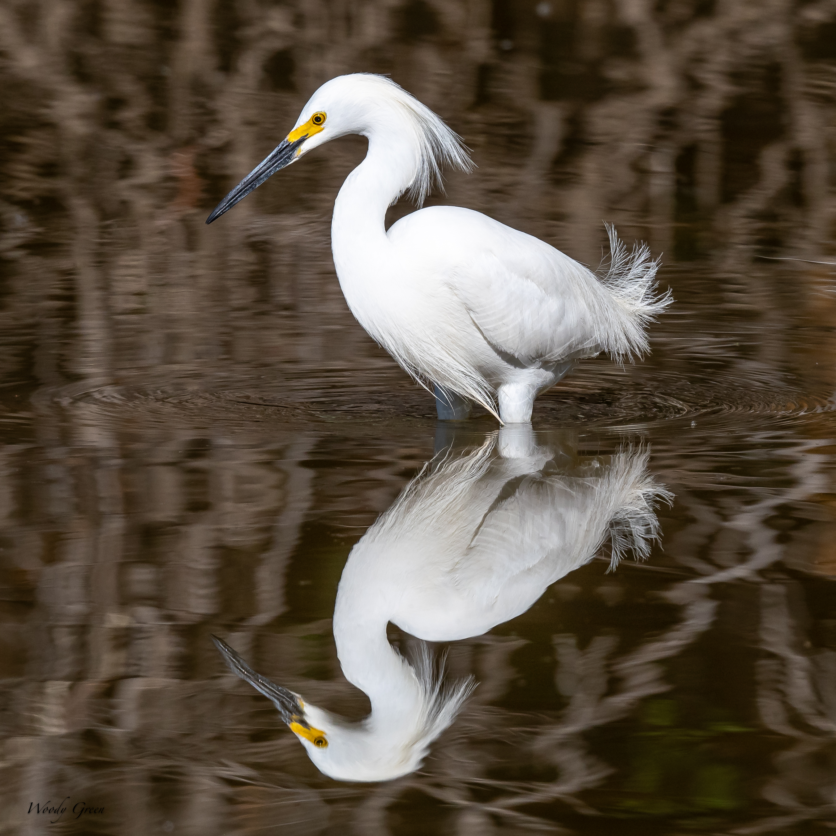 SnowyReflection-44.jpg