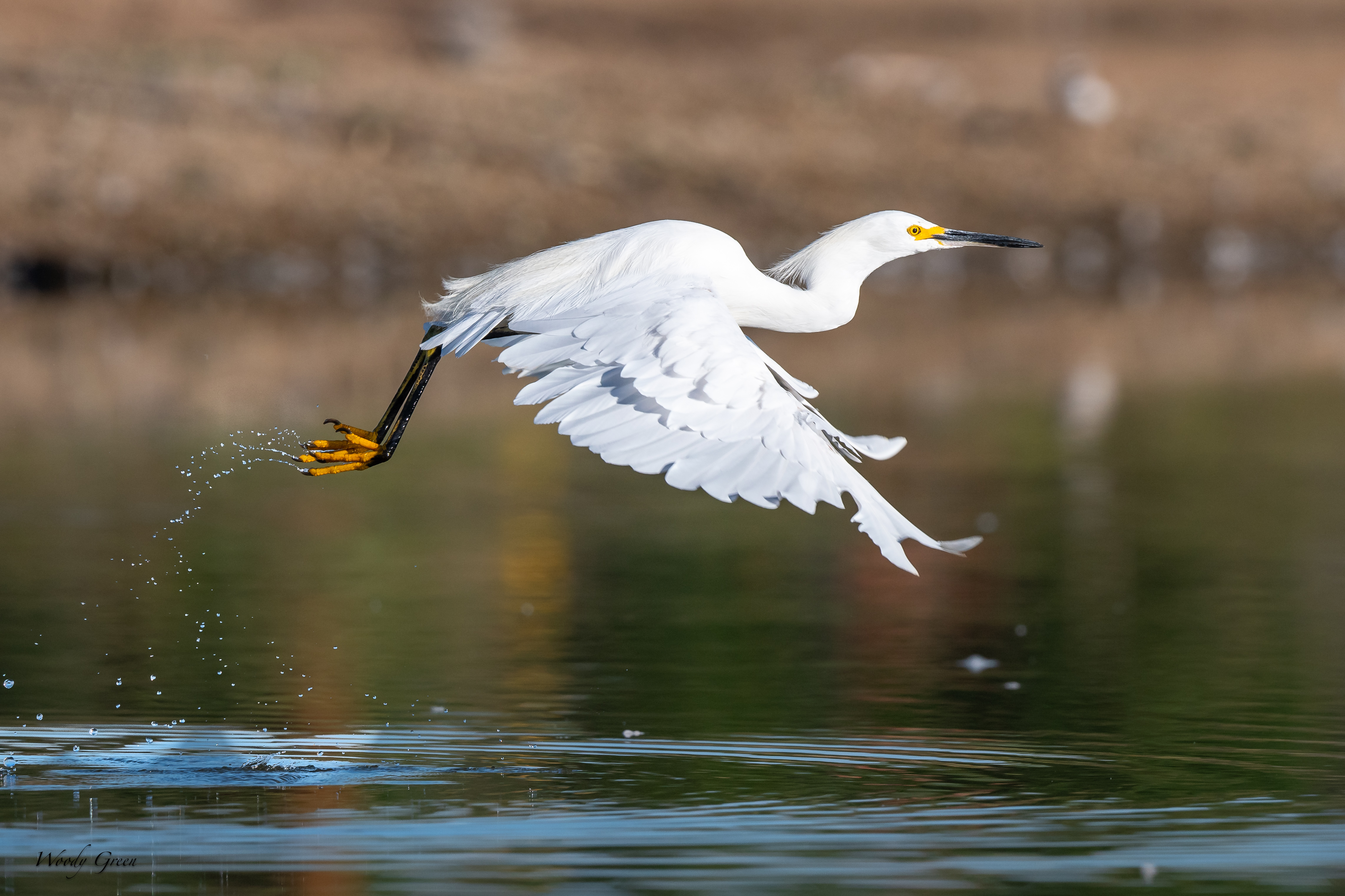 SnowyTakeoff-84.jpg