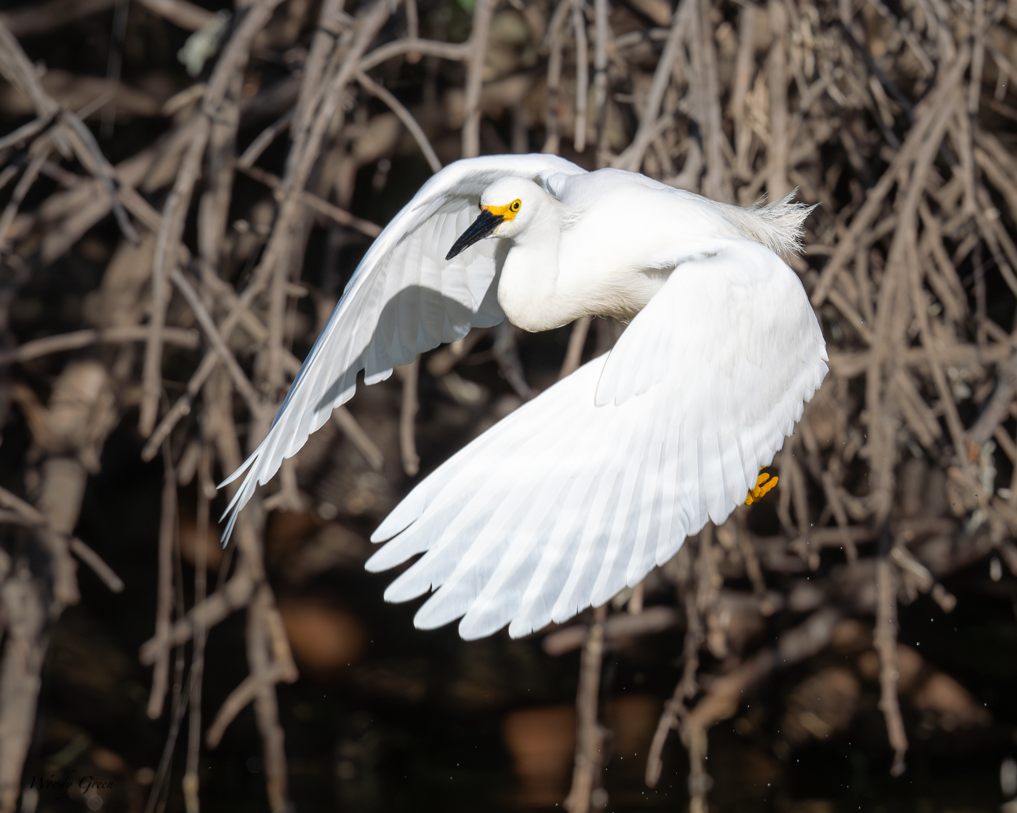 SnowyVarious-664.jpg