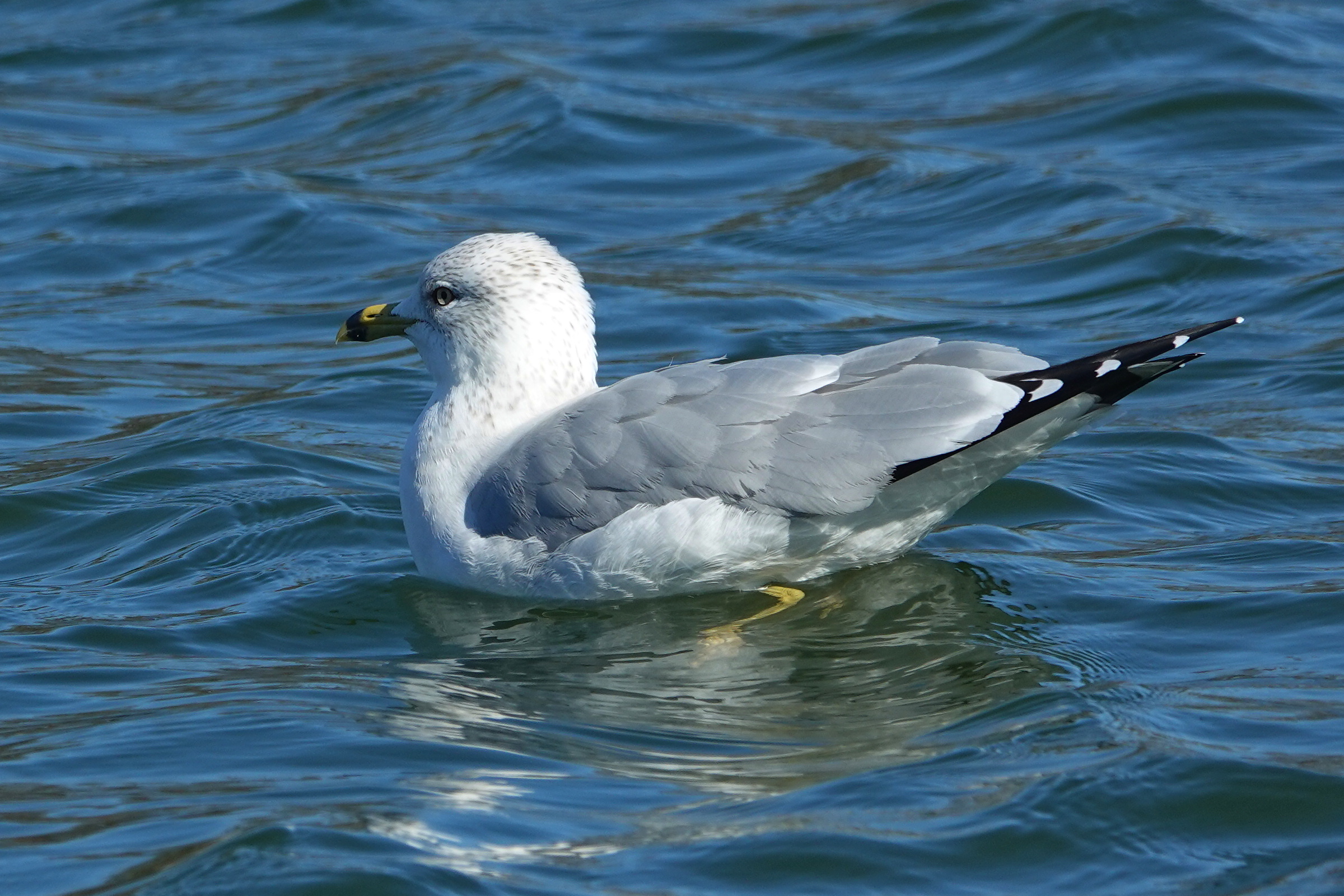 SNY00002_LShN_cr.jpg