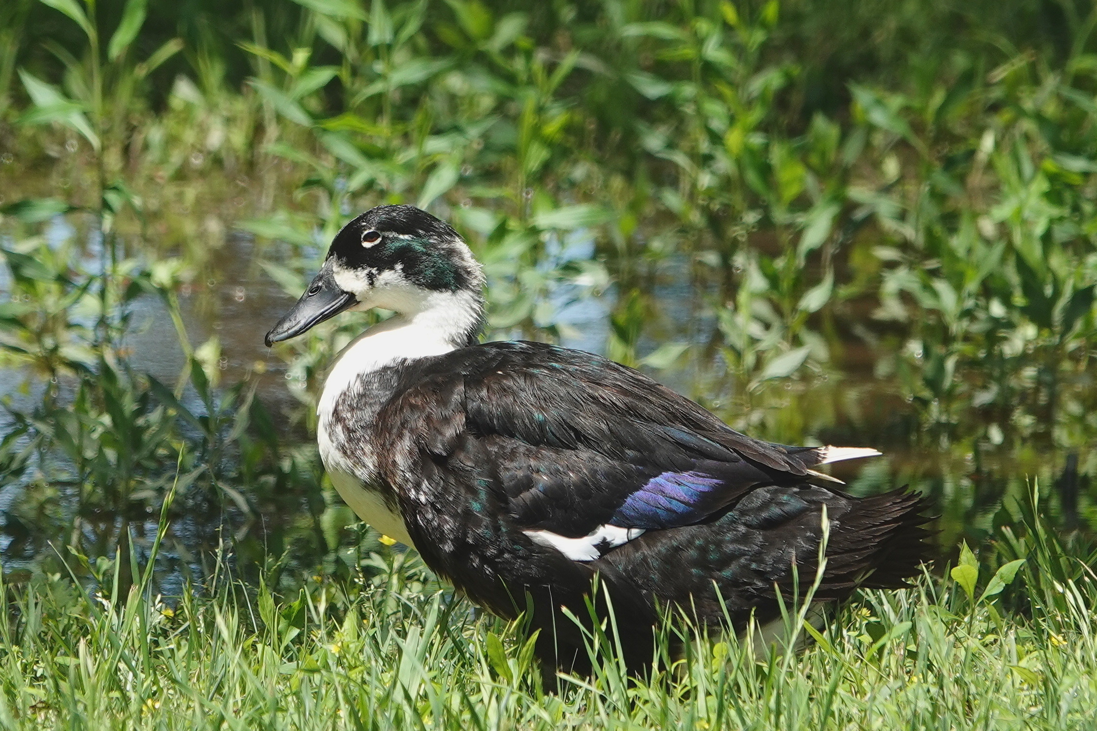 SNY00004_LSh_cr.jpg