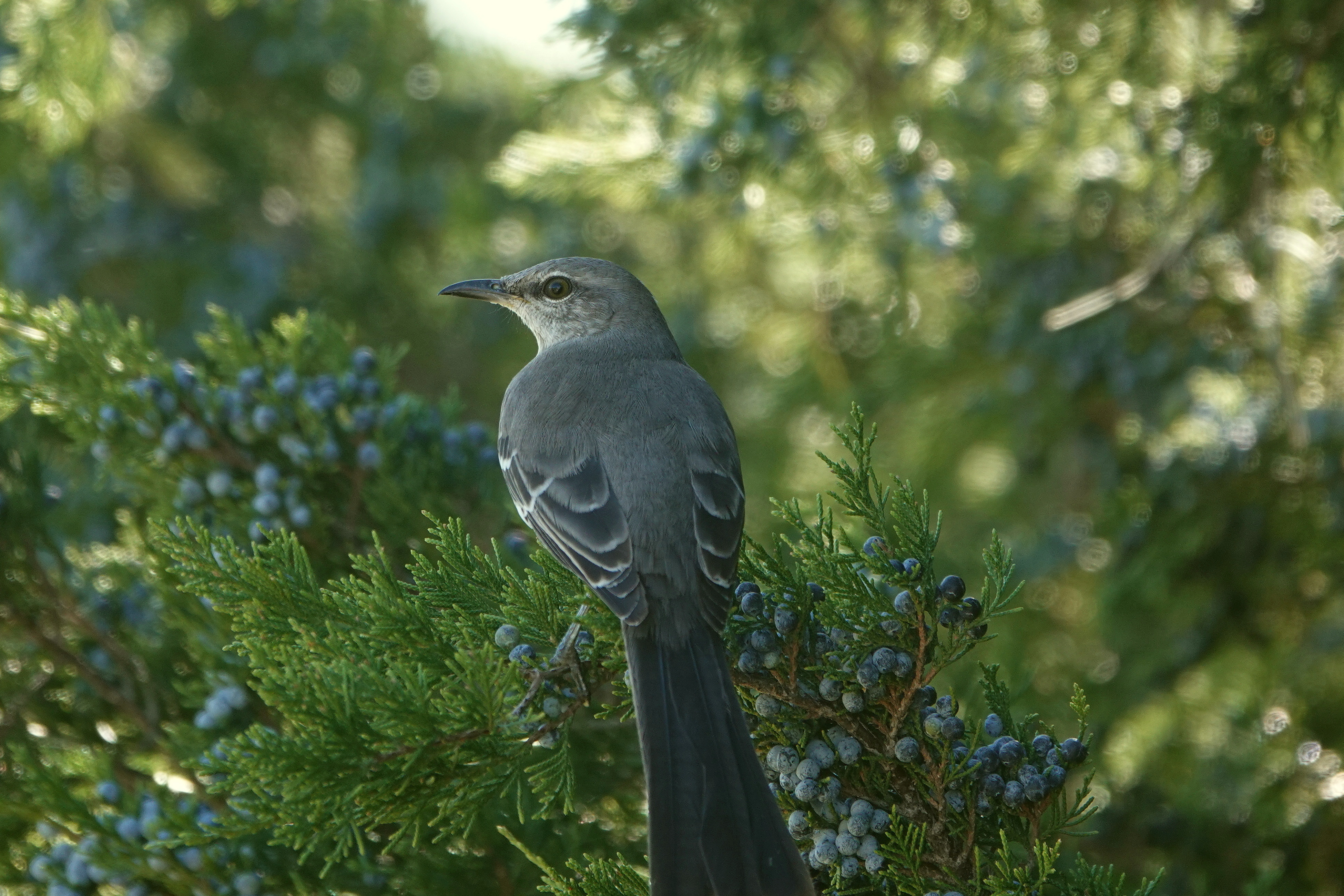 SNY00015_LSh_cr_Co.jpg
