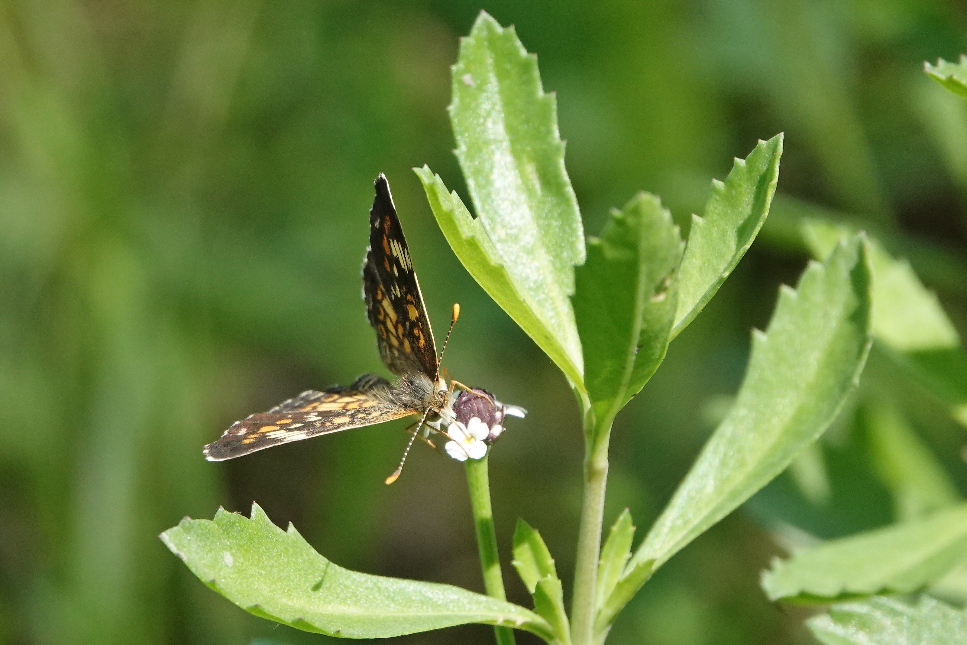SNY00016_LShN_cr.jpg