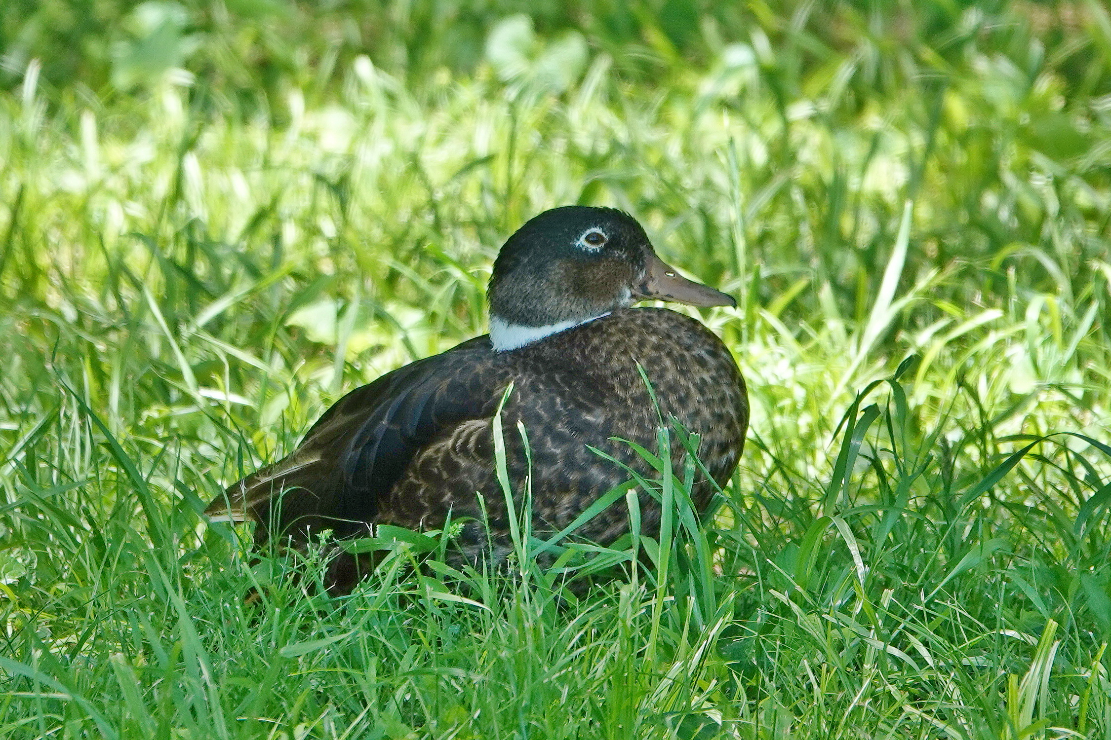 SNY00019_LSh_cr.jpg