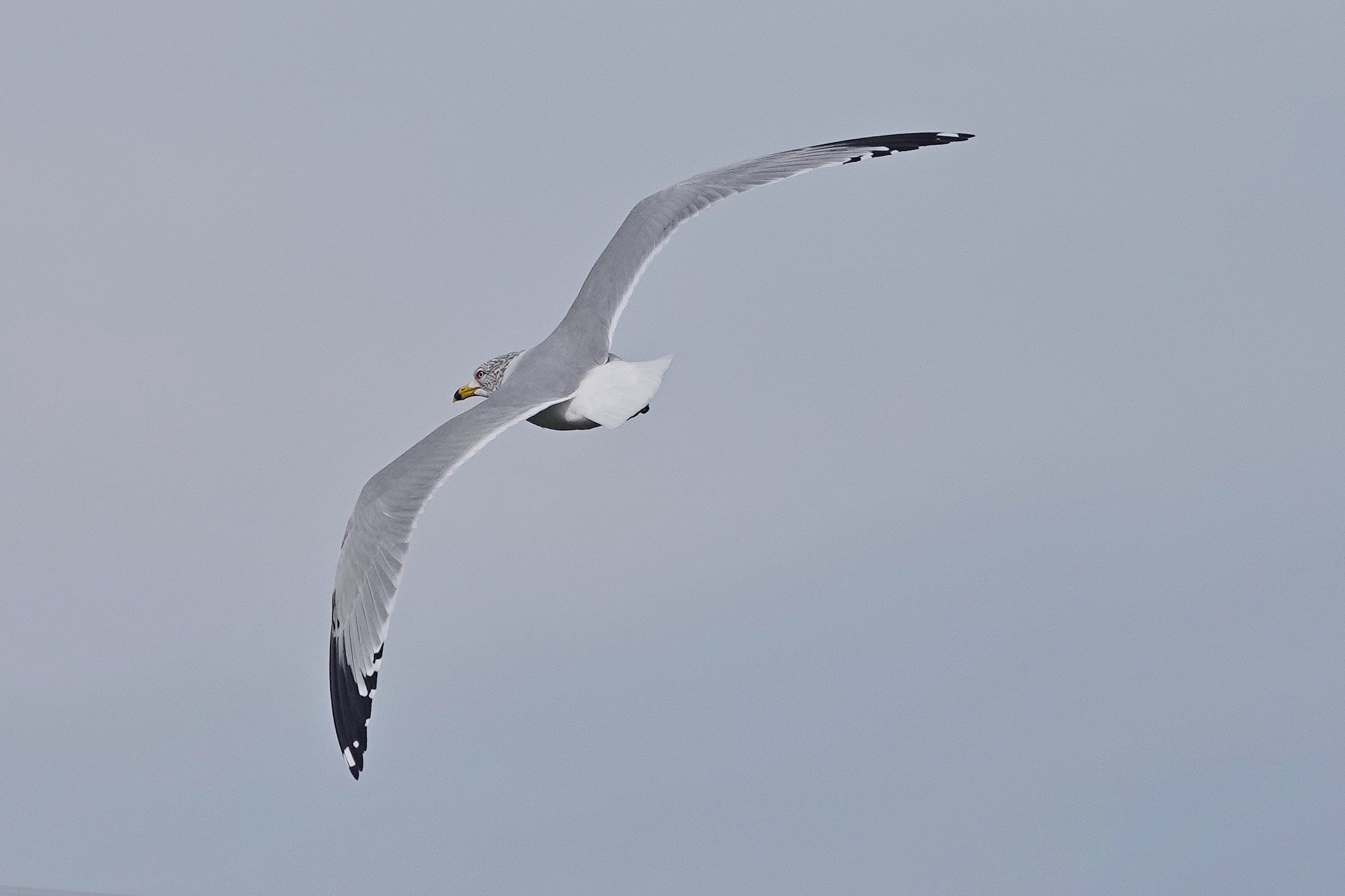 SNY00042_LShCo_cr.jpg