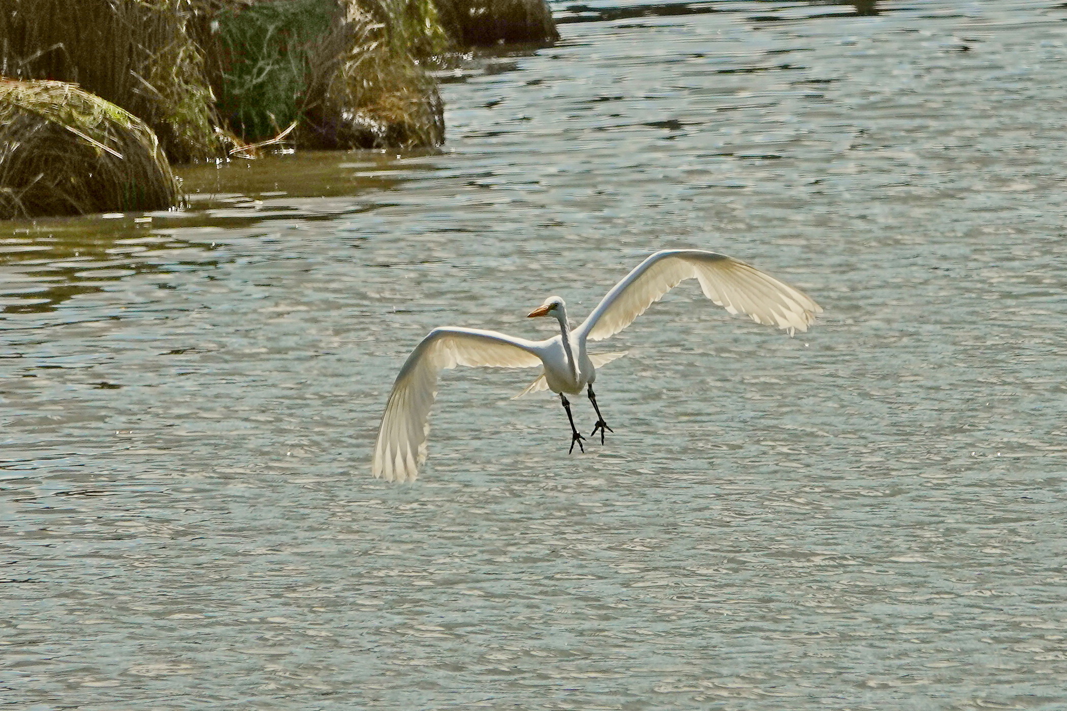 SNY00046_LCoShN_cr.jpg