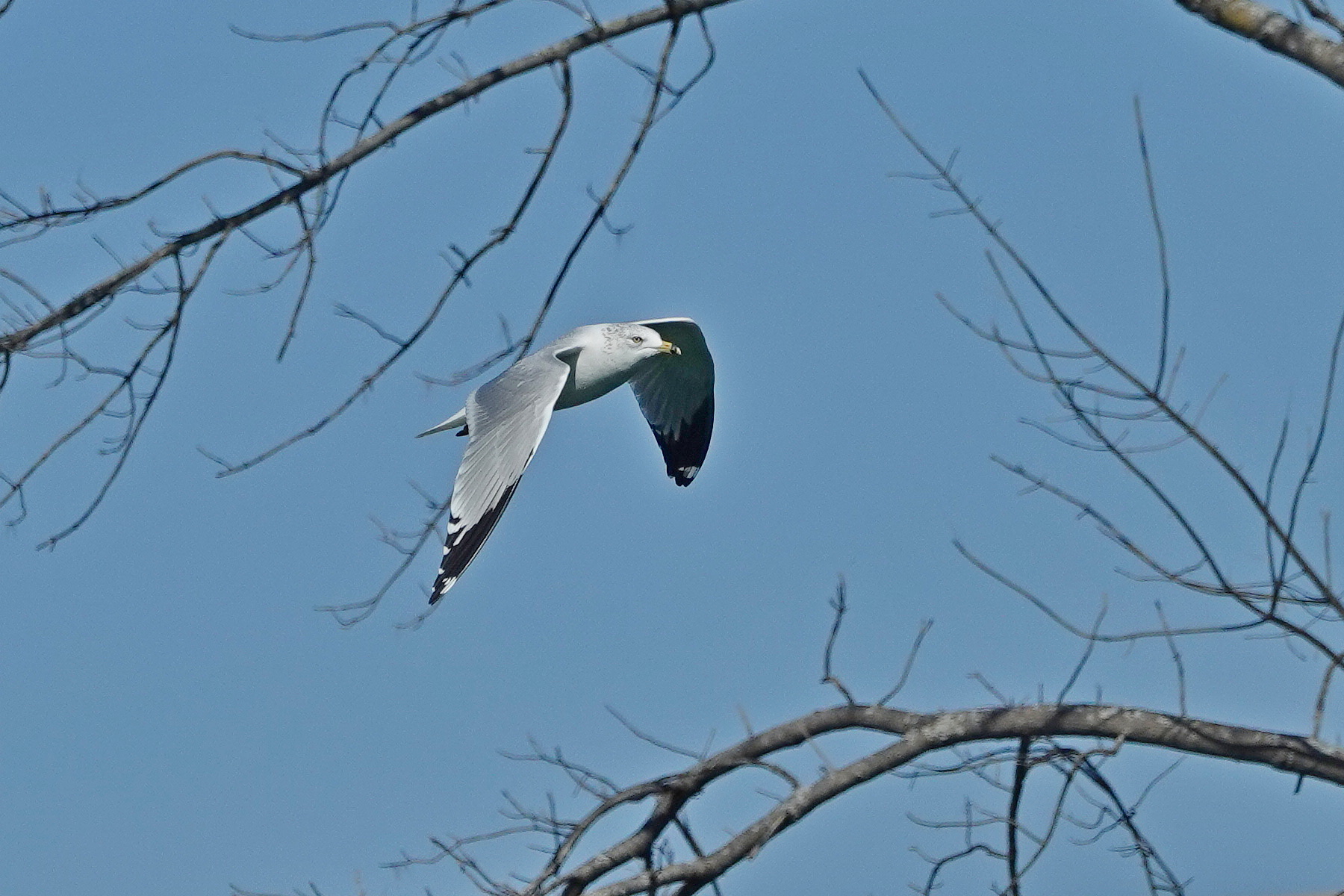 SNY00063_LSh_cr.jpg