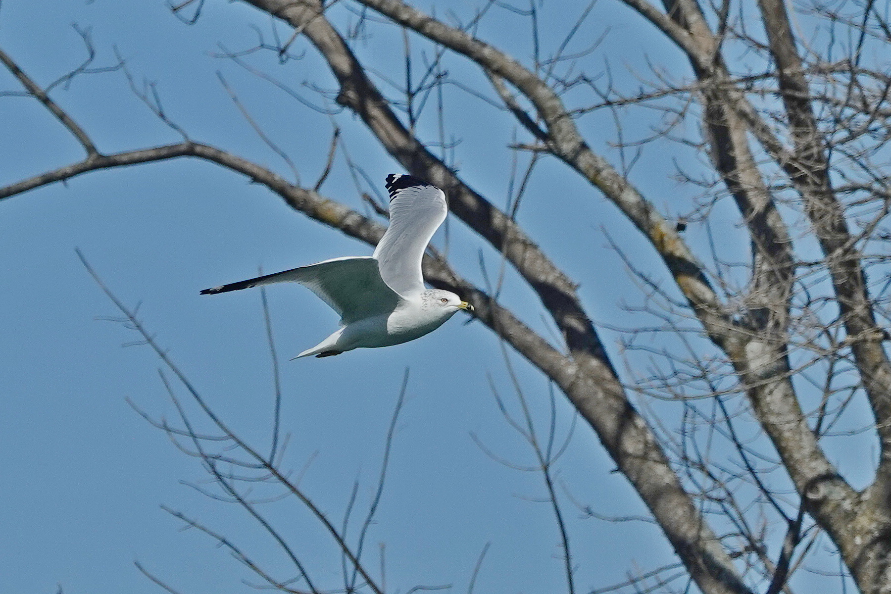 SNY00064_LSh_cr.jpg