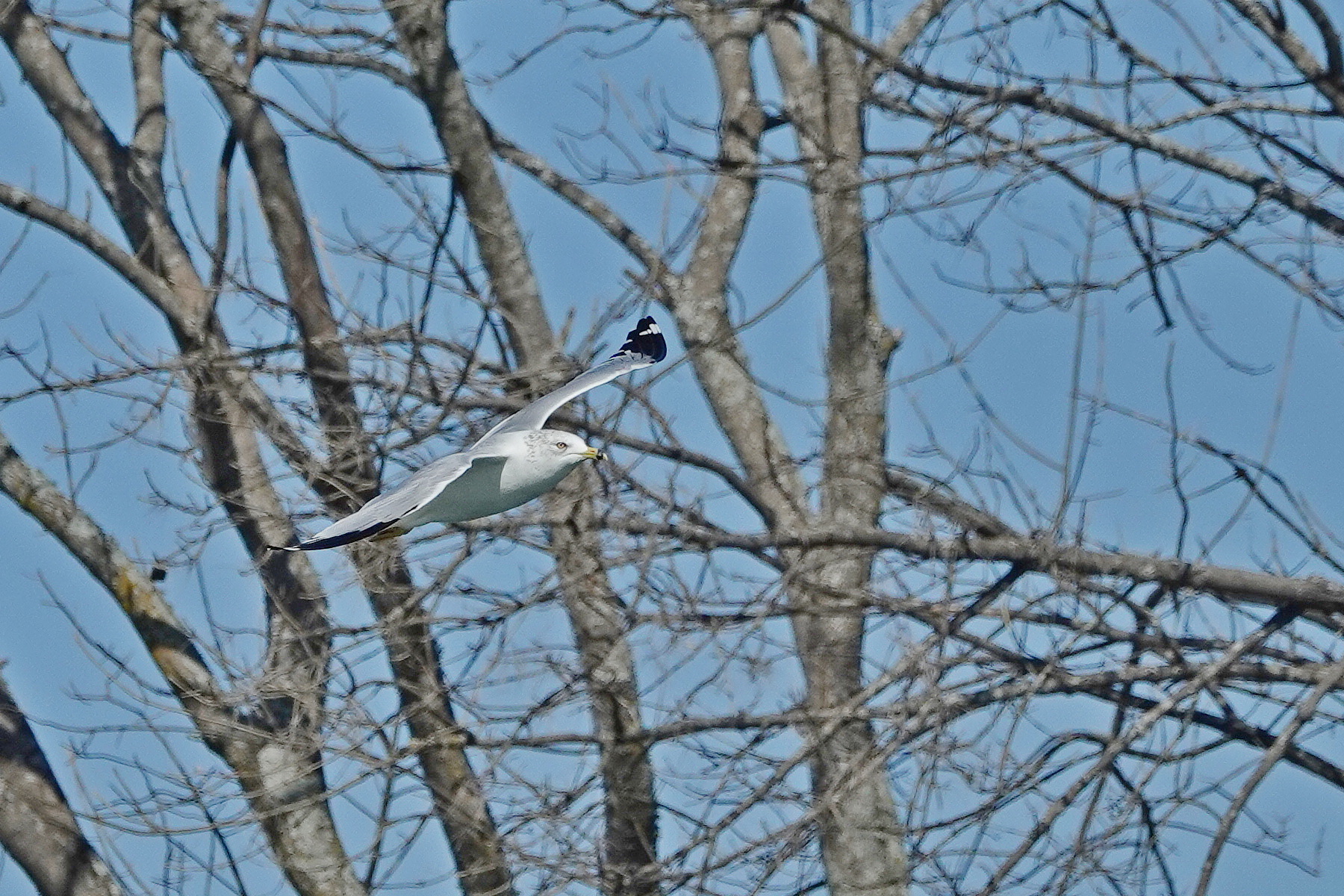 SNY00065_LSh_cr.jpg