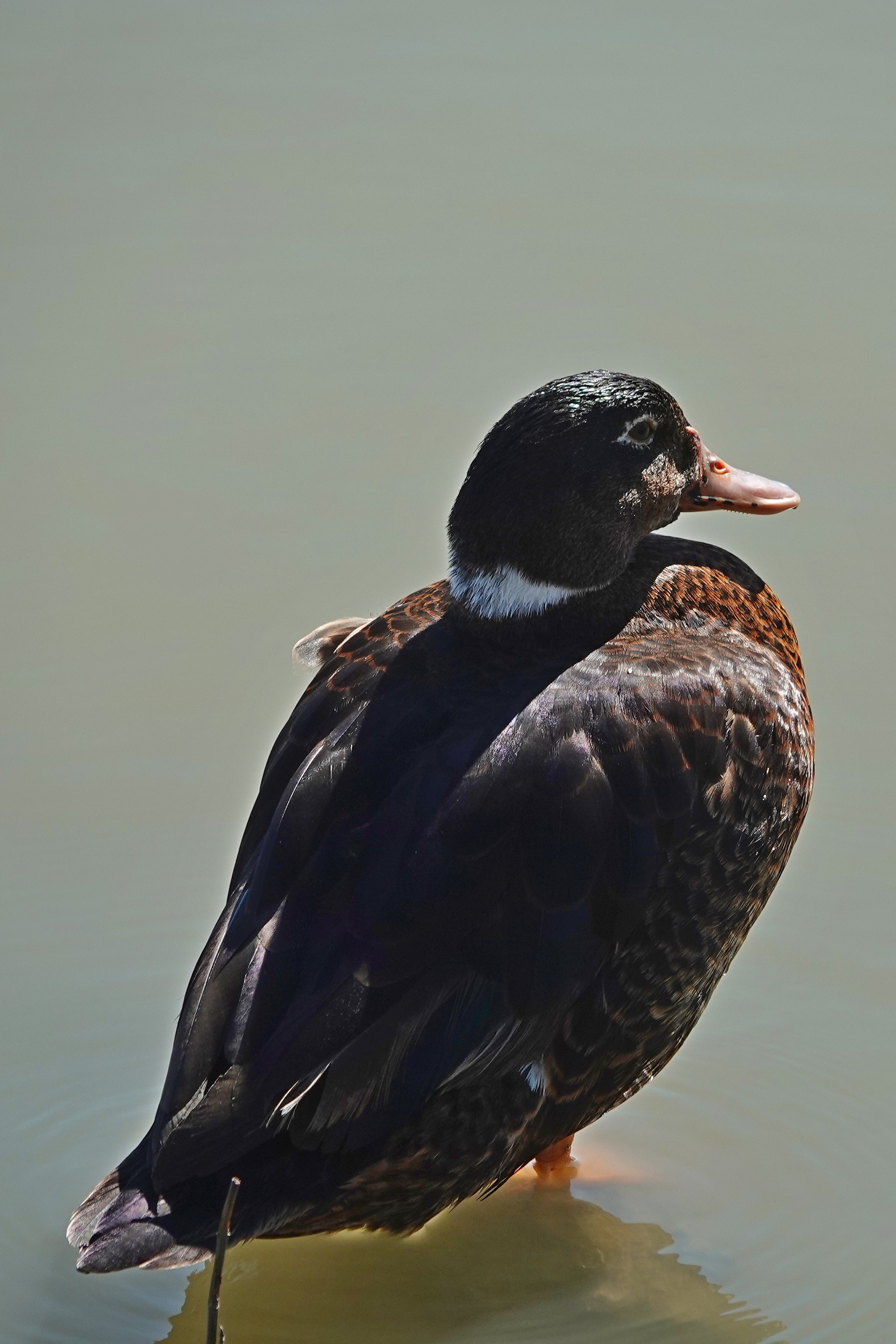 SNY00075_LShN_cr.jpg
