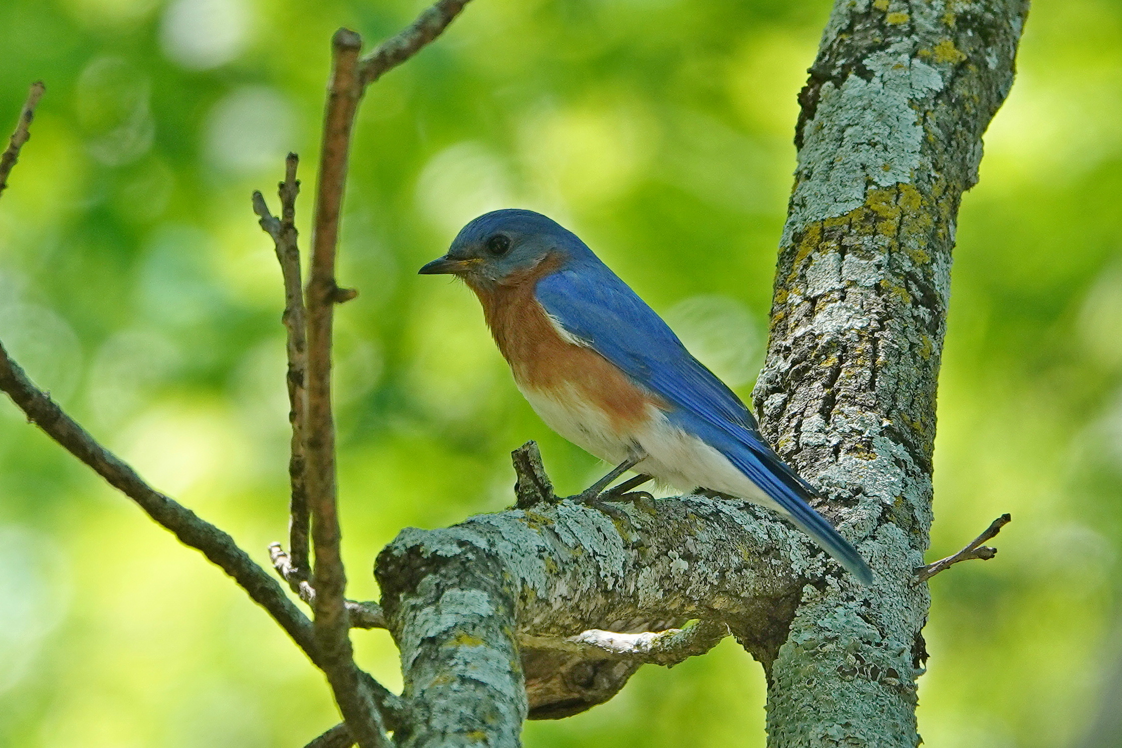 SNY00081_LSh_cr.jpg