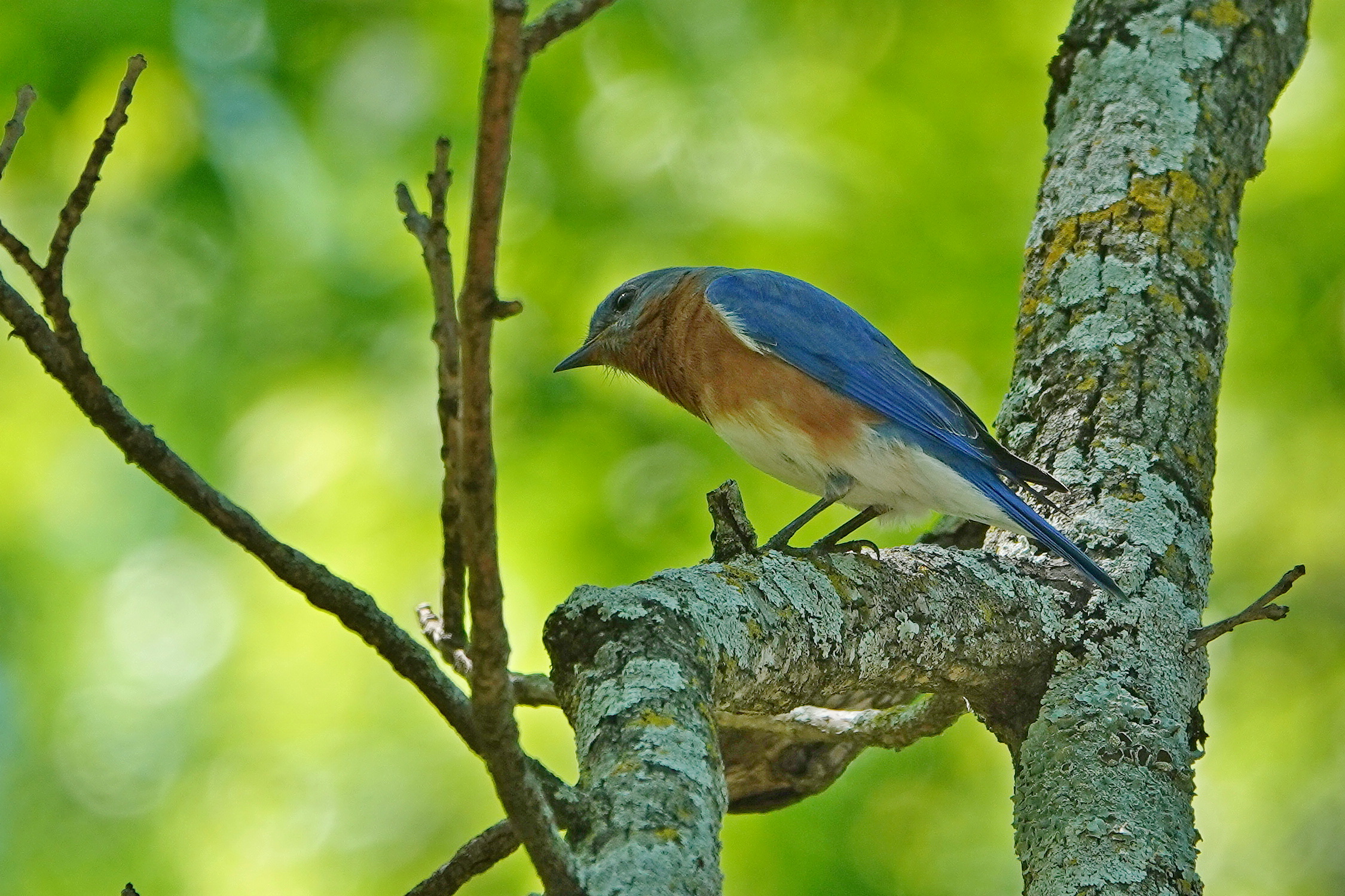 SNY00092_LSh_cr.jpg