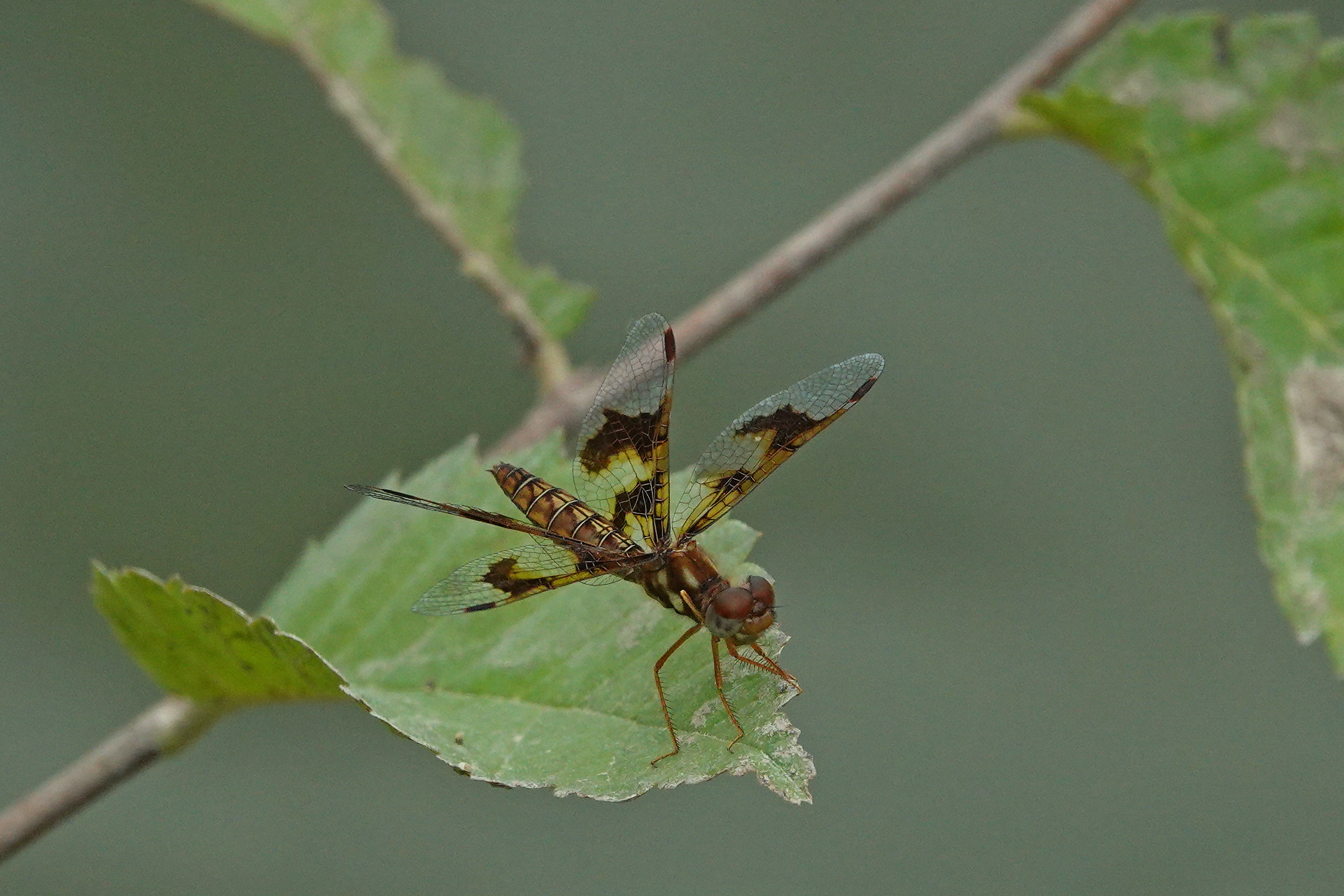SNY00098_LShN_cr.jpg