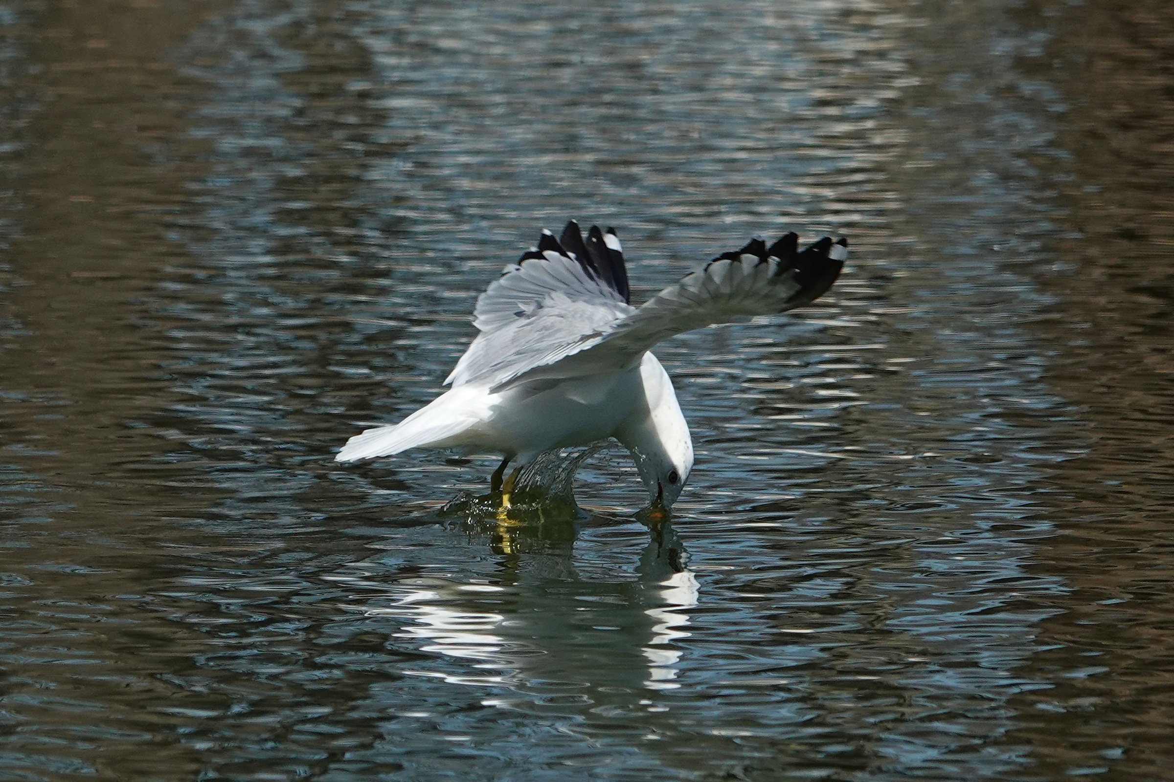 SNY00118_LShN_cr.jpg