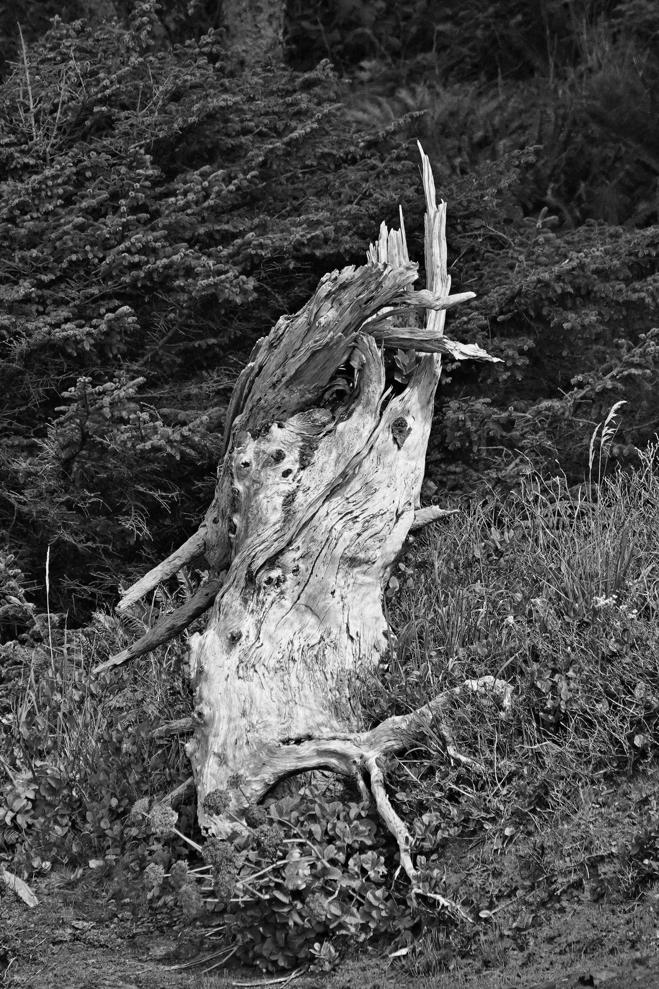 SNY00137_LCoSh_cr_BW.jpg