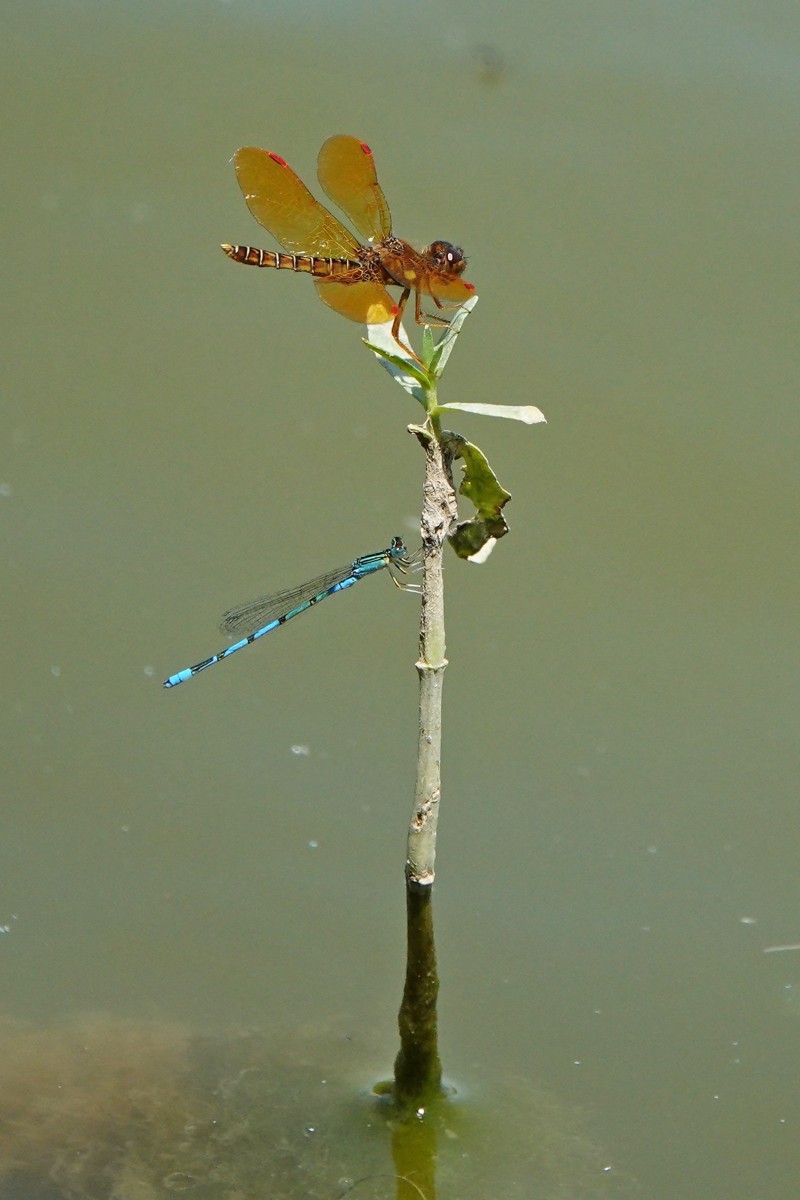 SNY00163_LShN_cr.jpg