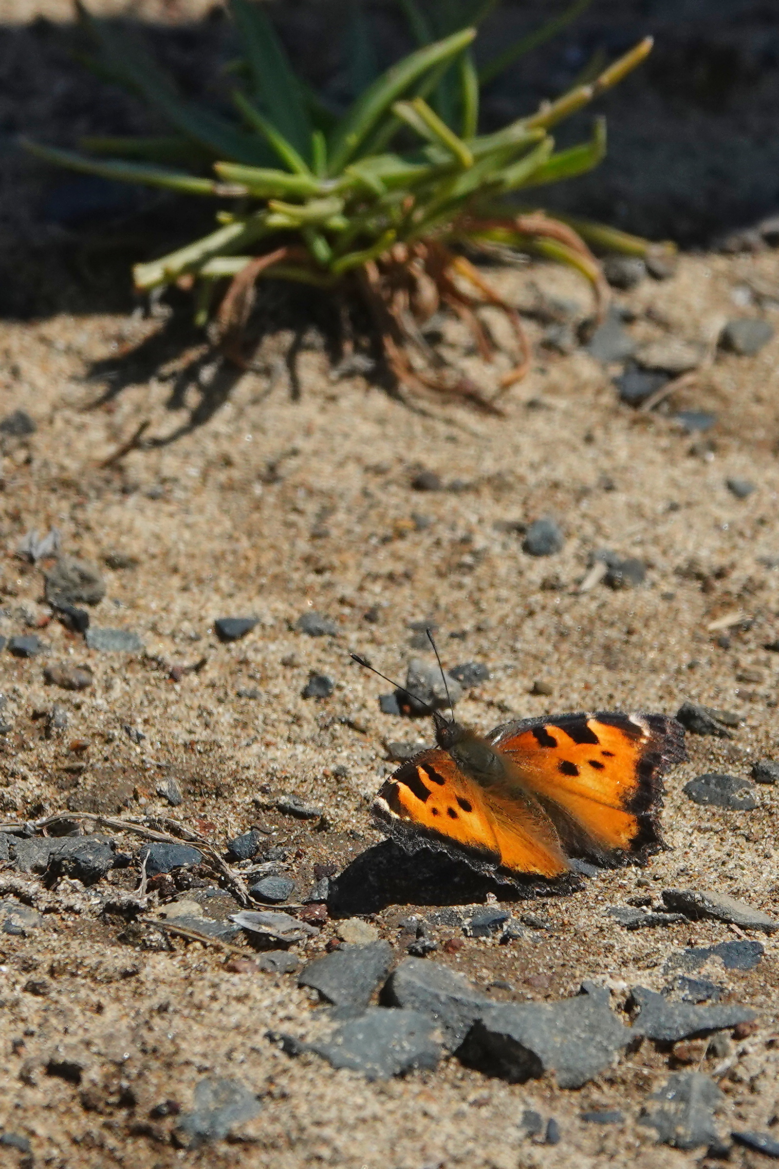 SNY00165_LShN_cr.jpg