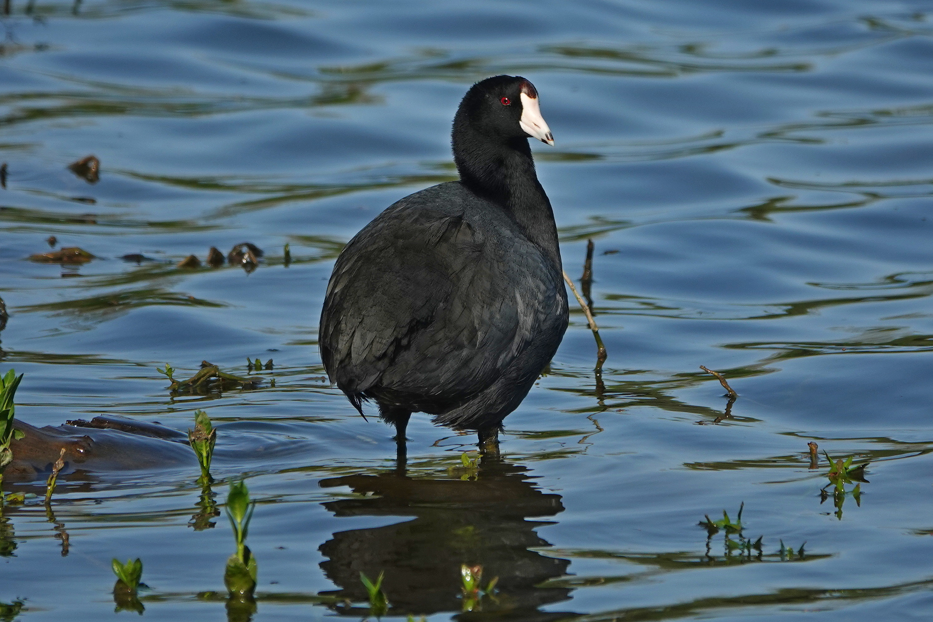 SNY00191_LSh_cr.jpg