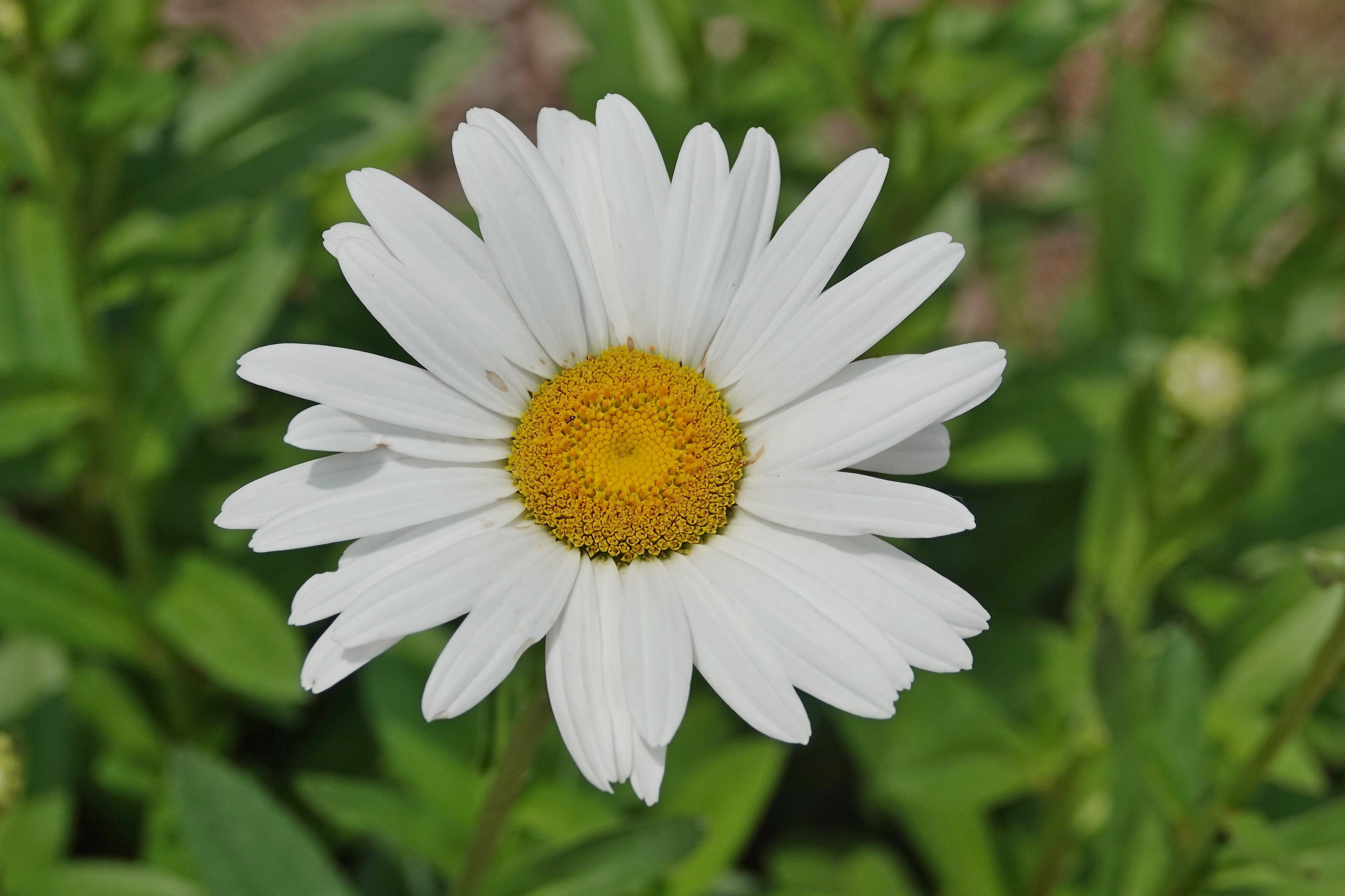 SNY00225_LNSh_cr.jpg
