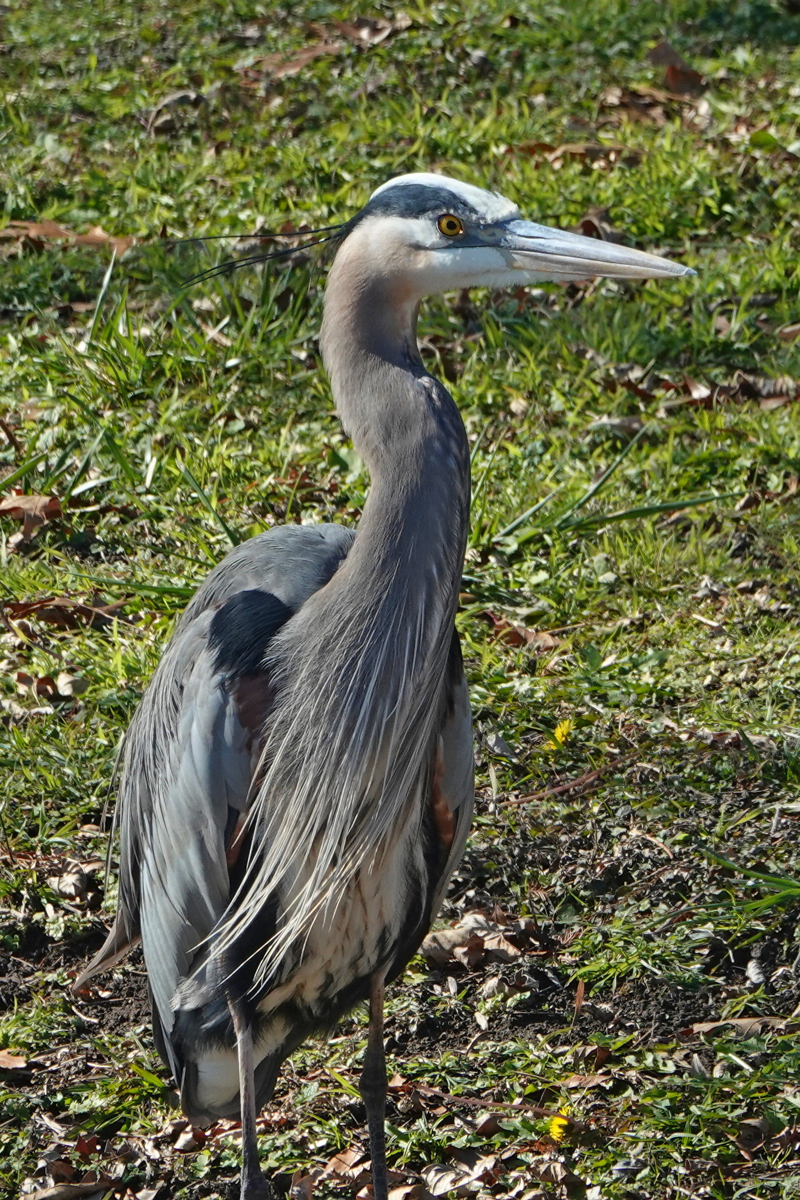 SNY00261_LShN_cr.jpg
