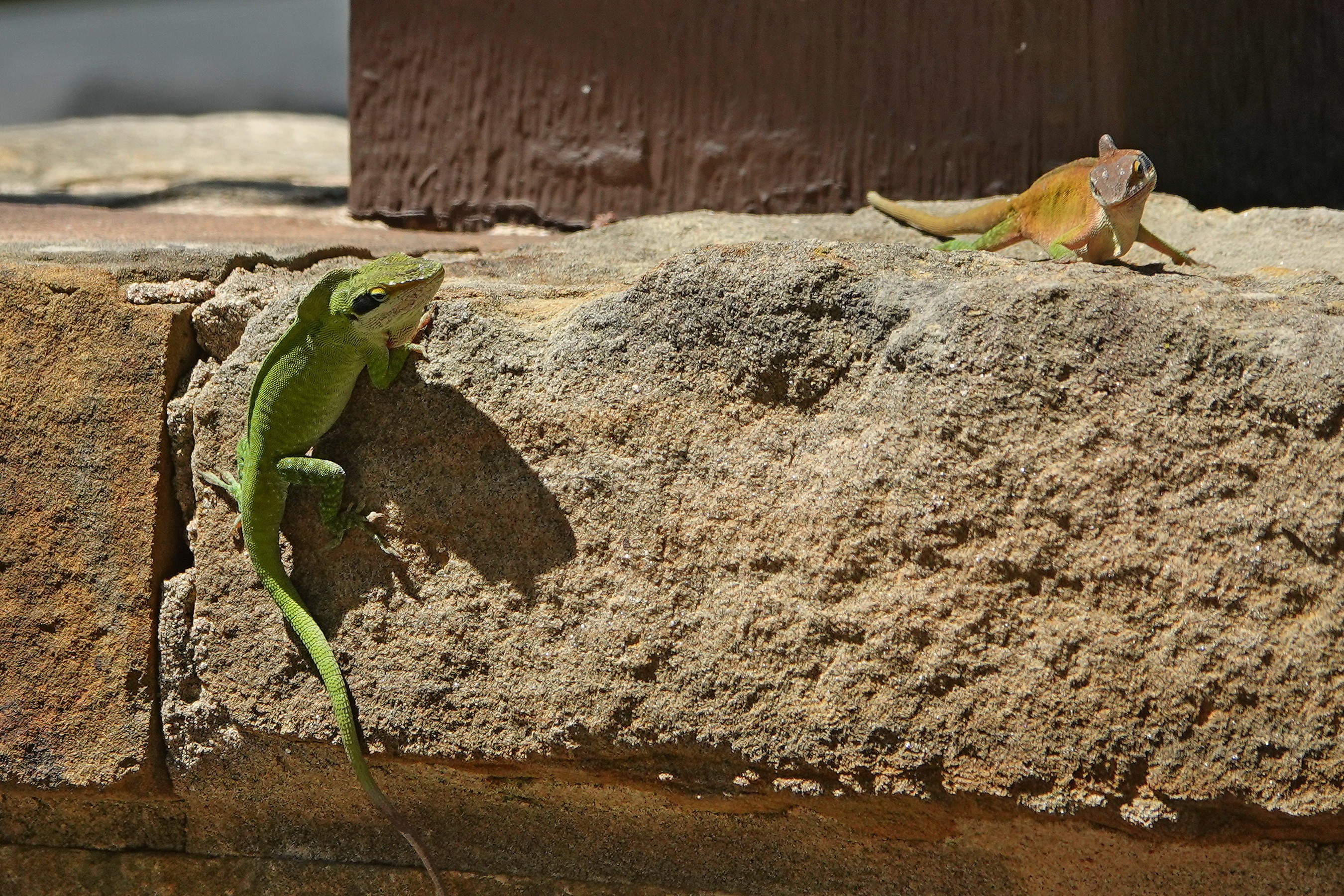 SNY00359_LShN_cr.jpg