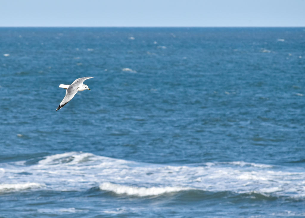 Soaring Gull 3 (1 of 1).jpg