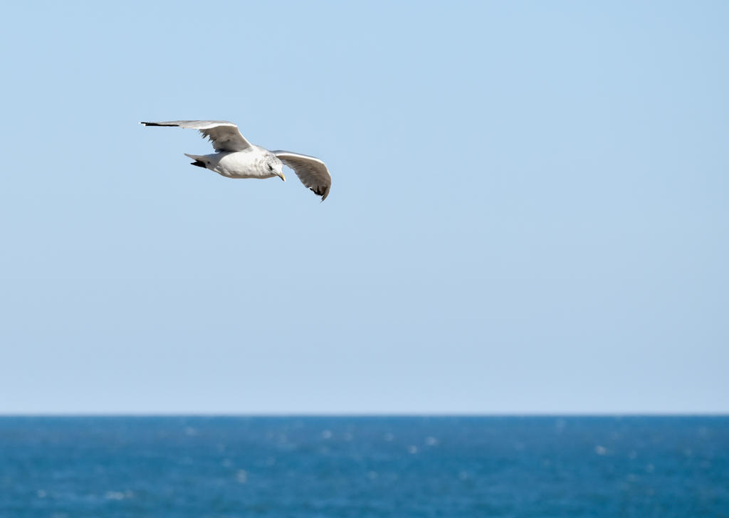Soaring Gull 5 (1 of 1).jpg