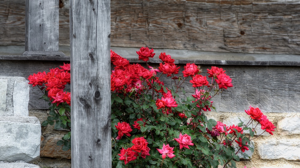 Soddy Daisy--2.jpg