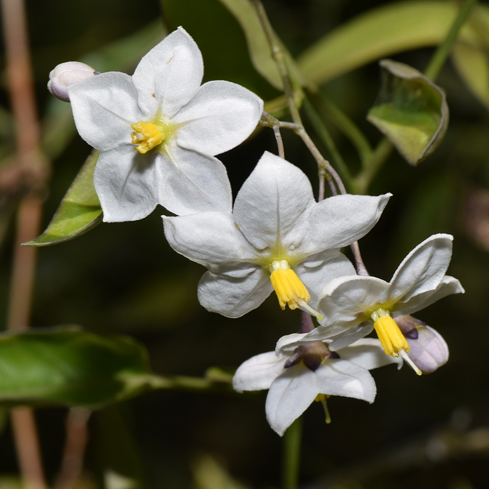 Solanum.jpg