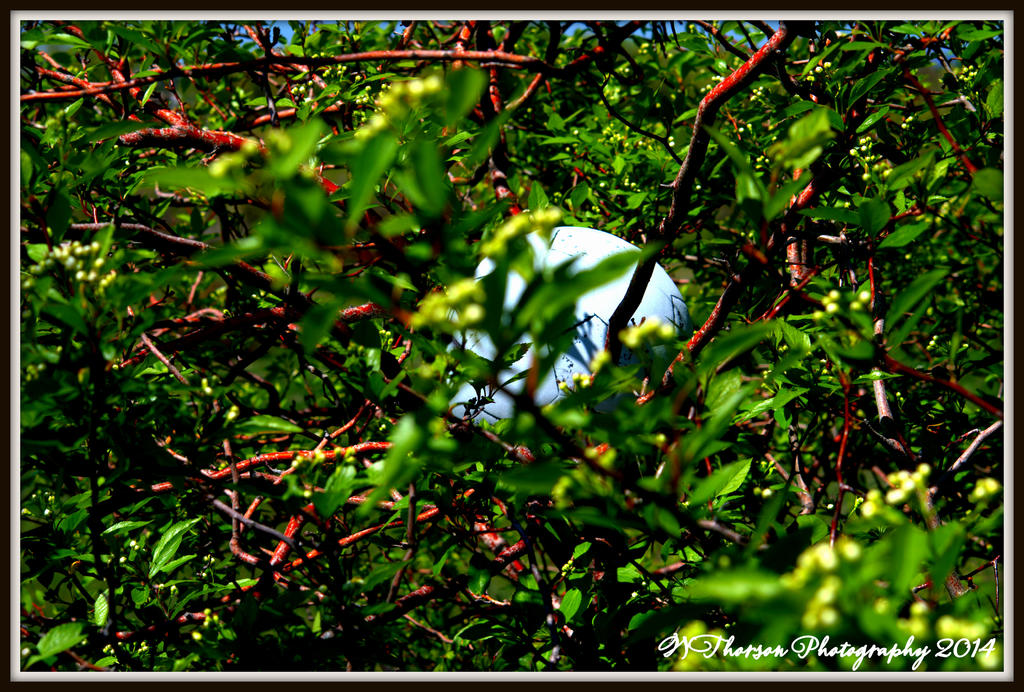 Something Hidden in the Bushes.jpg