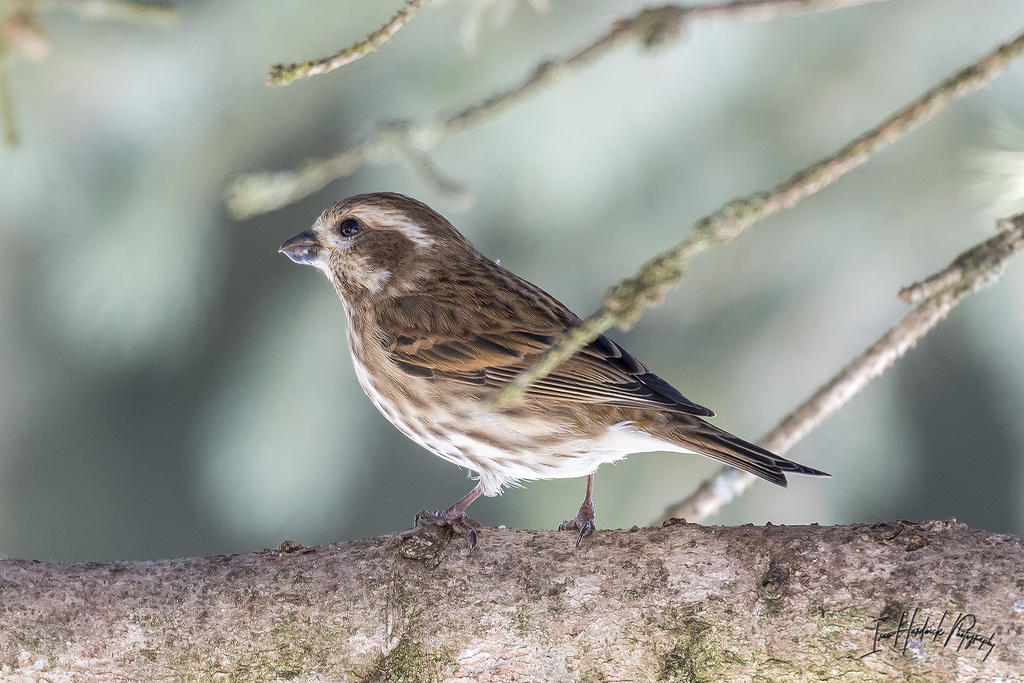 Song Sparrow 6.jpg