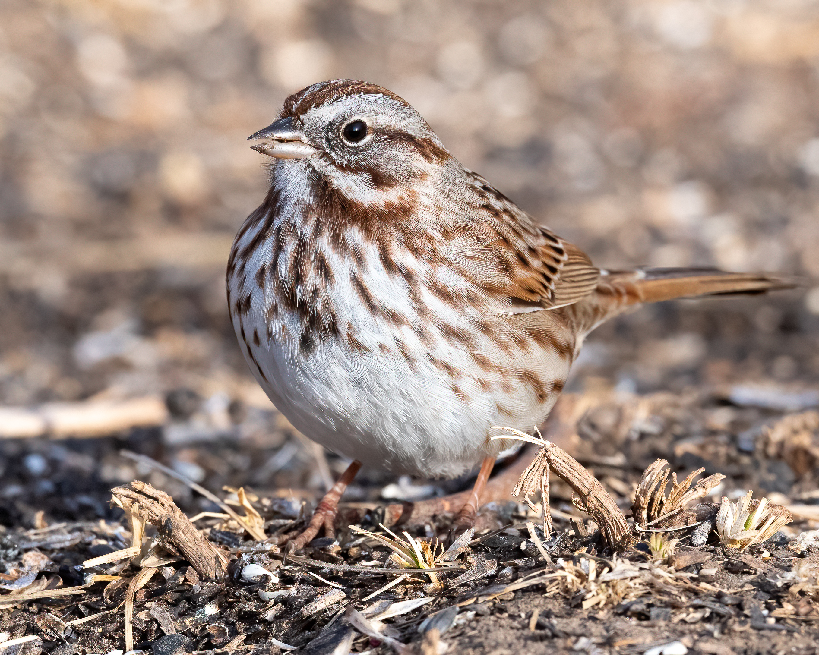 SongSparrow-254.jpg