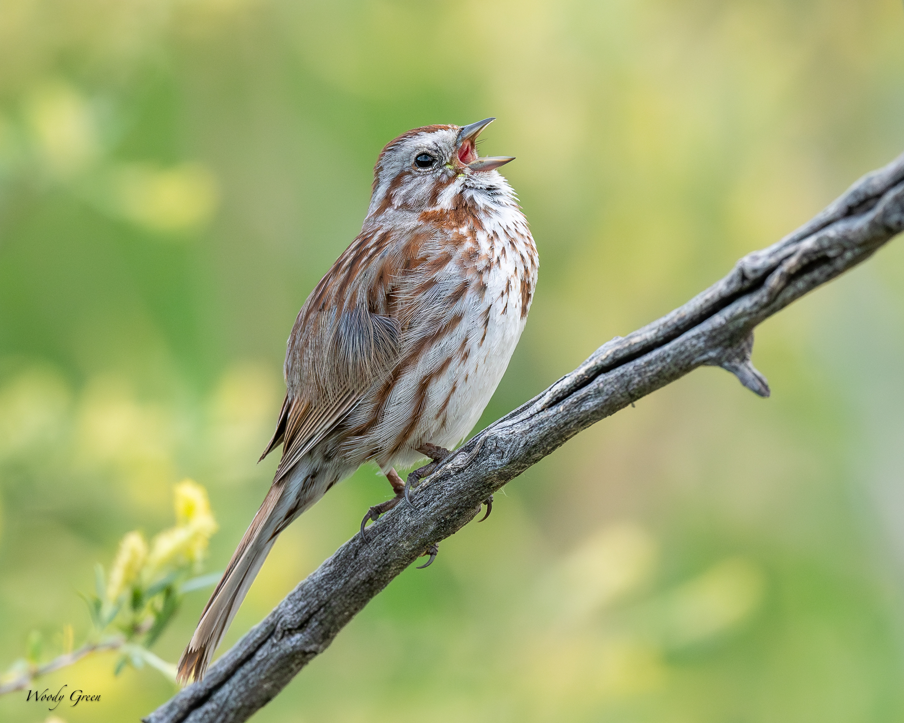 SongSparrow-44.jpg
