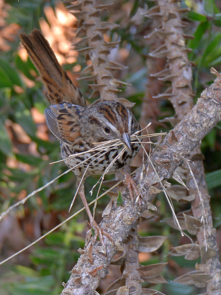 SongSparrow.jpg