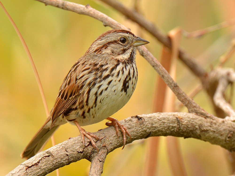 SongSparrow.jpg