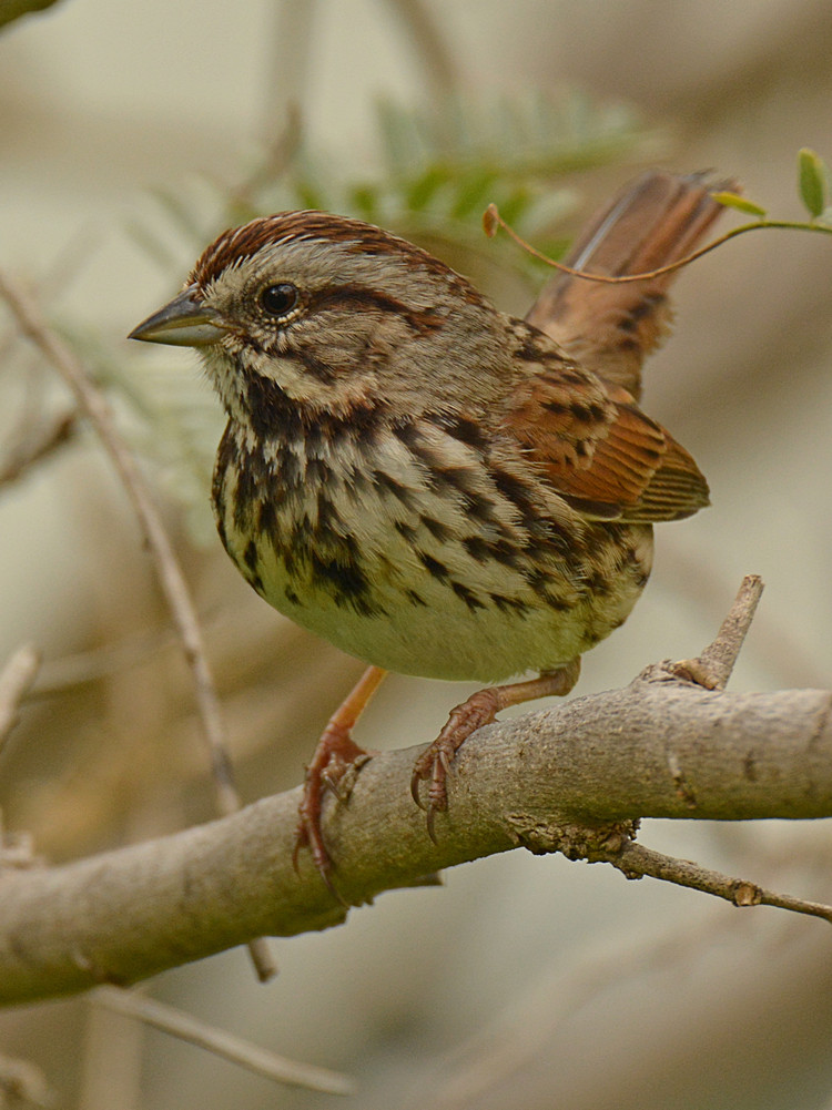 SongSparrow.jpg
